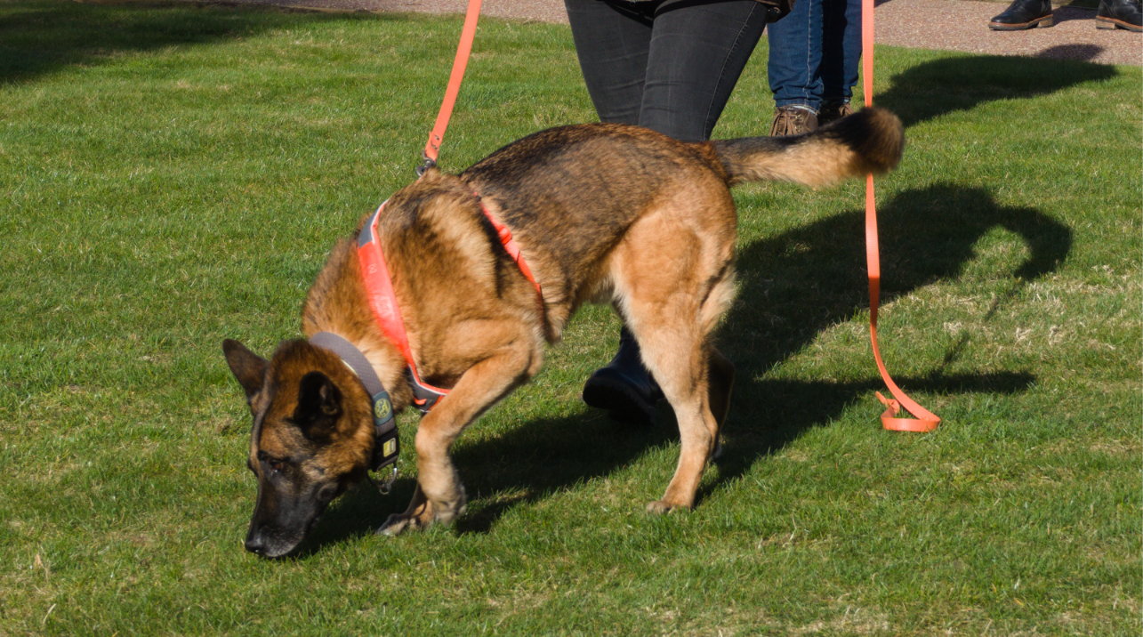 Wildlife Detection Dogs