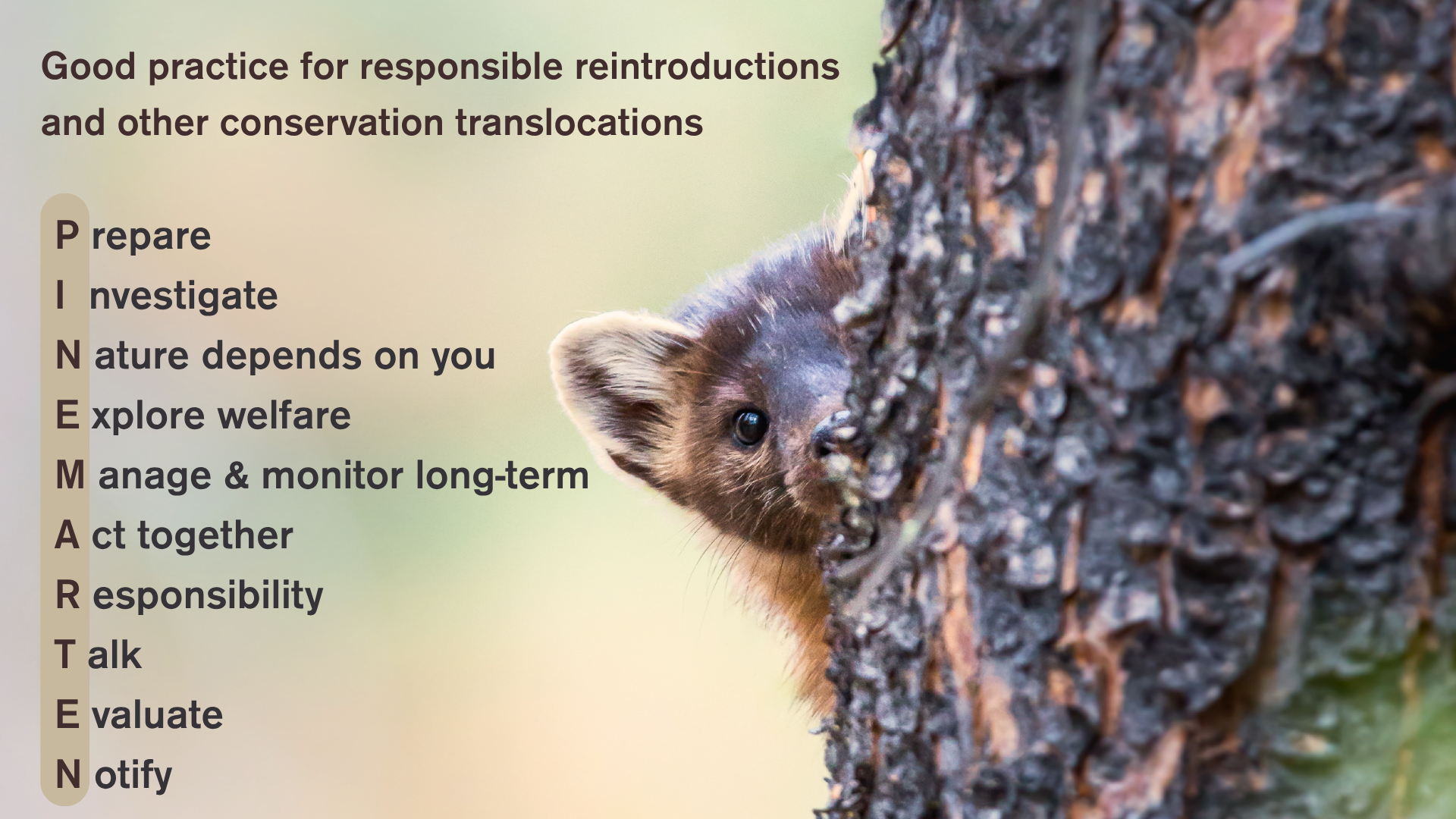 Good practice for responsible reintroductions and other conservation translocations
