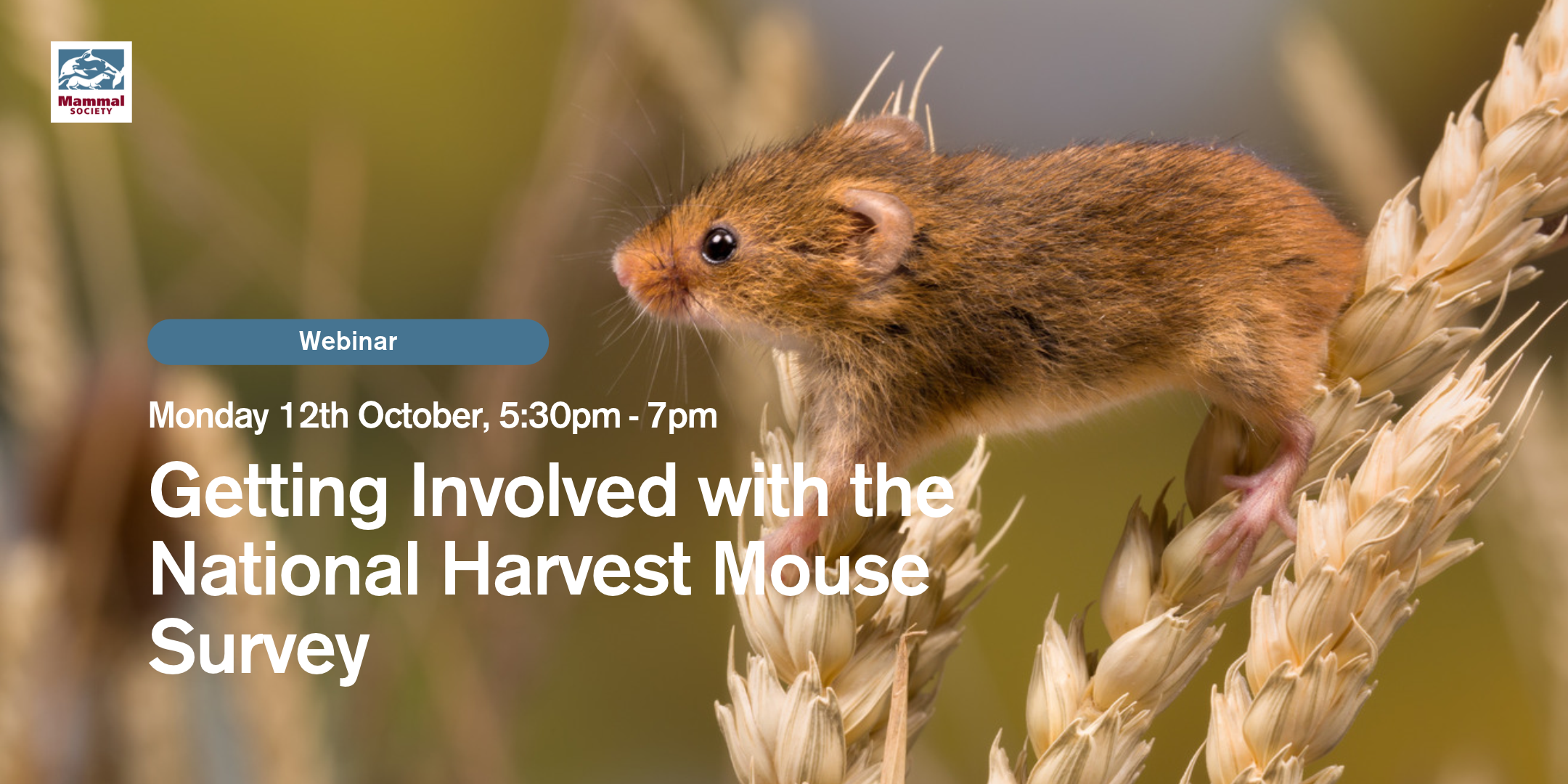 Getting Involved with the National Harvest Mouse Survey (Online) 