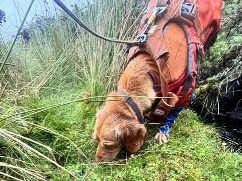 Wildlife Detection Dogs