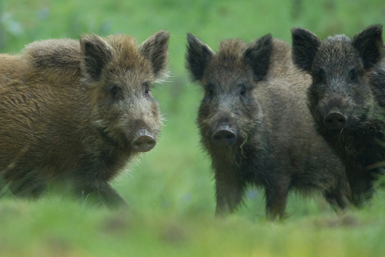 Breaking: Wild Boar Sightings on Dartmoor — Mammal Society