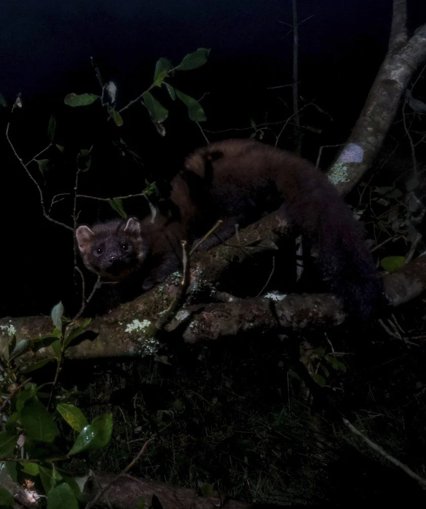 Book Review: Pine Marten By Dan Bagur&nbsp;