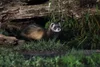 Polecat — Mammal Society