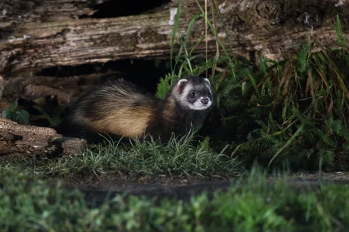 National Polecat Survey — Mammal Society