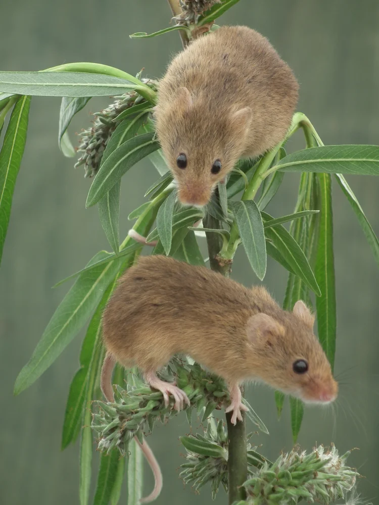 Harvest mouse — Mammal Society