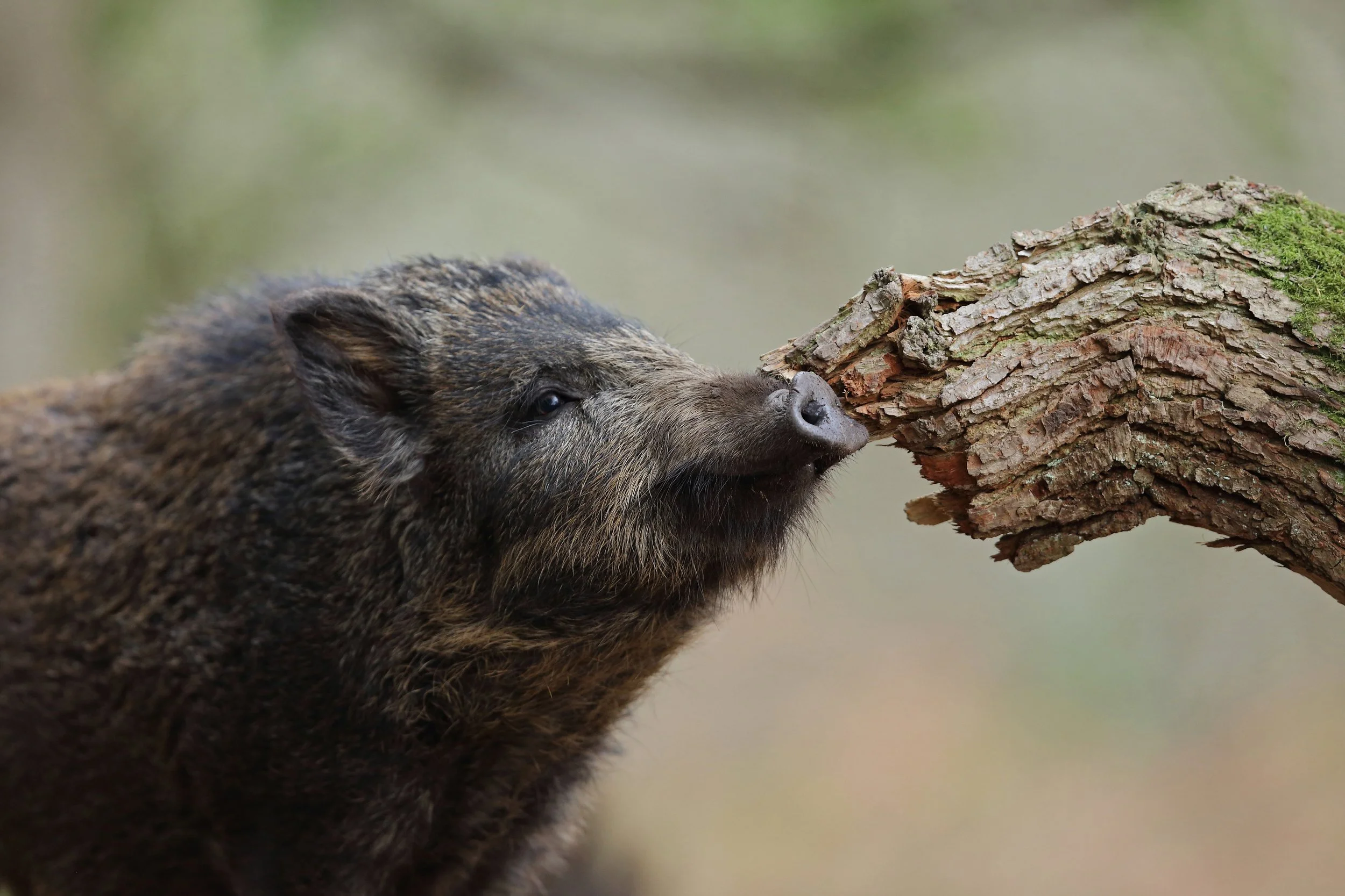 Why Fieldwork Matters: A Guide for Life Science Students — Mammal Society