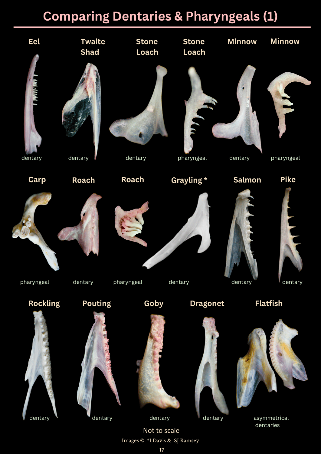 Matt Otter Spraint Guide (2).png