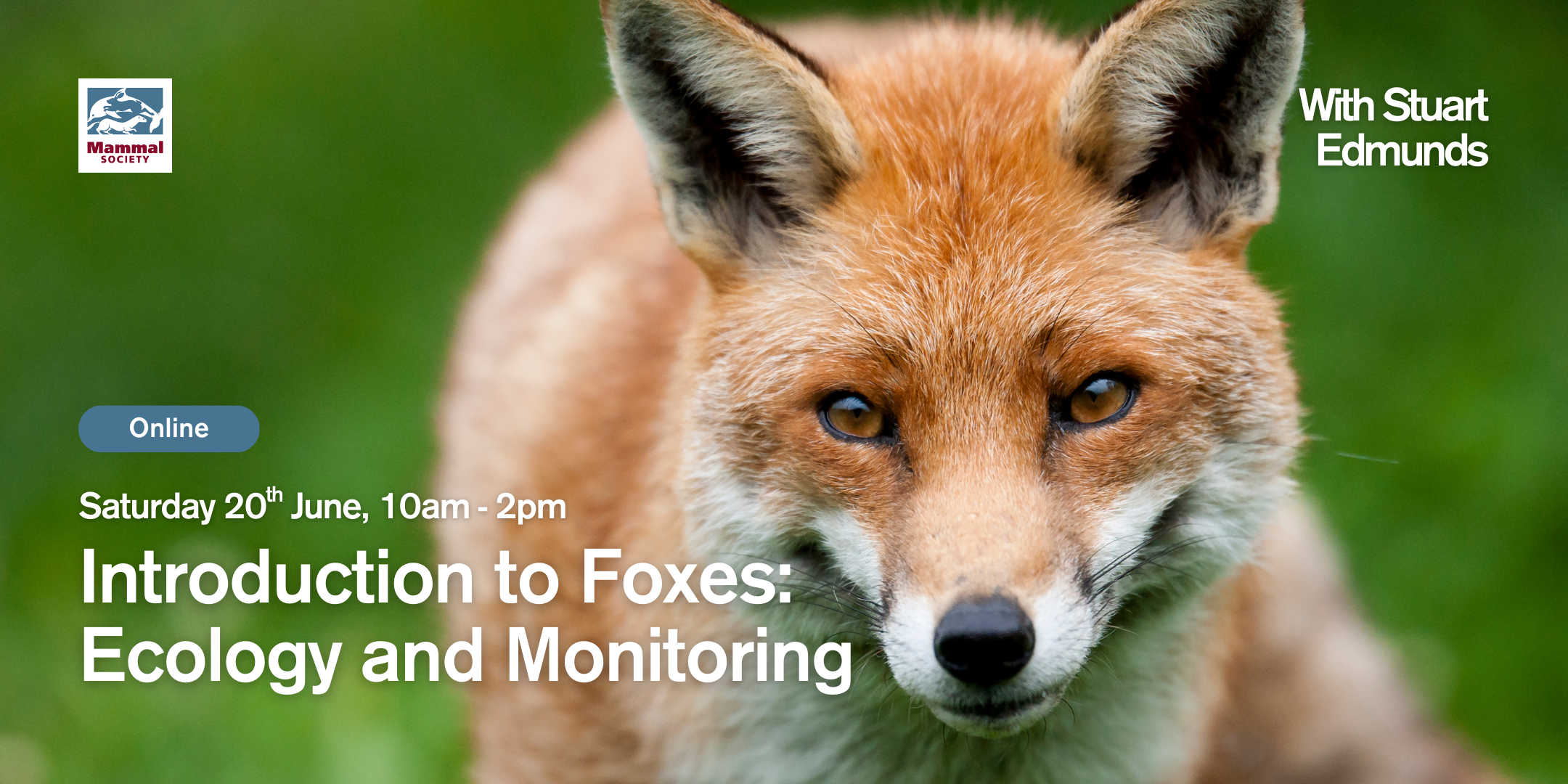 Introduction to Foxes: Ecology and Monitoring (online) — Mammal Society