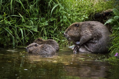 Eurasian beaver — Mammal Society
