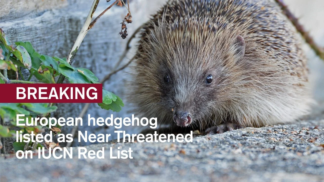 Breaking: European hedgehog listed as Near Threatened on IUCN Red List&nbsp;