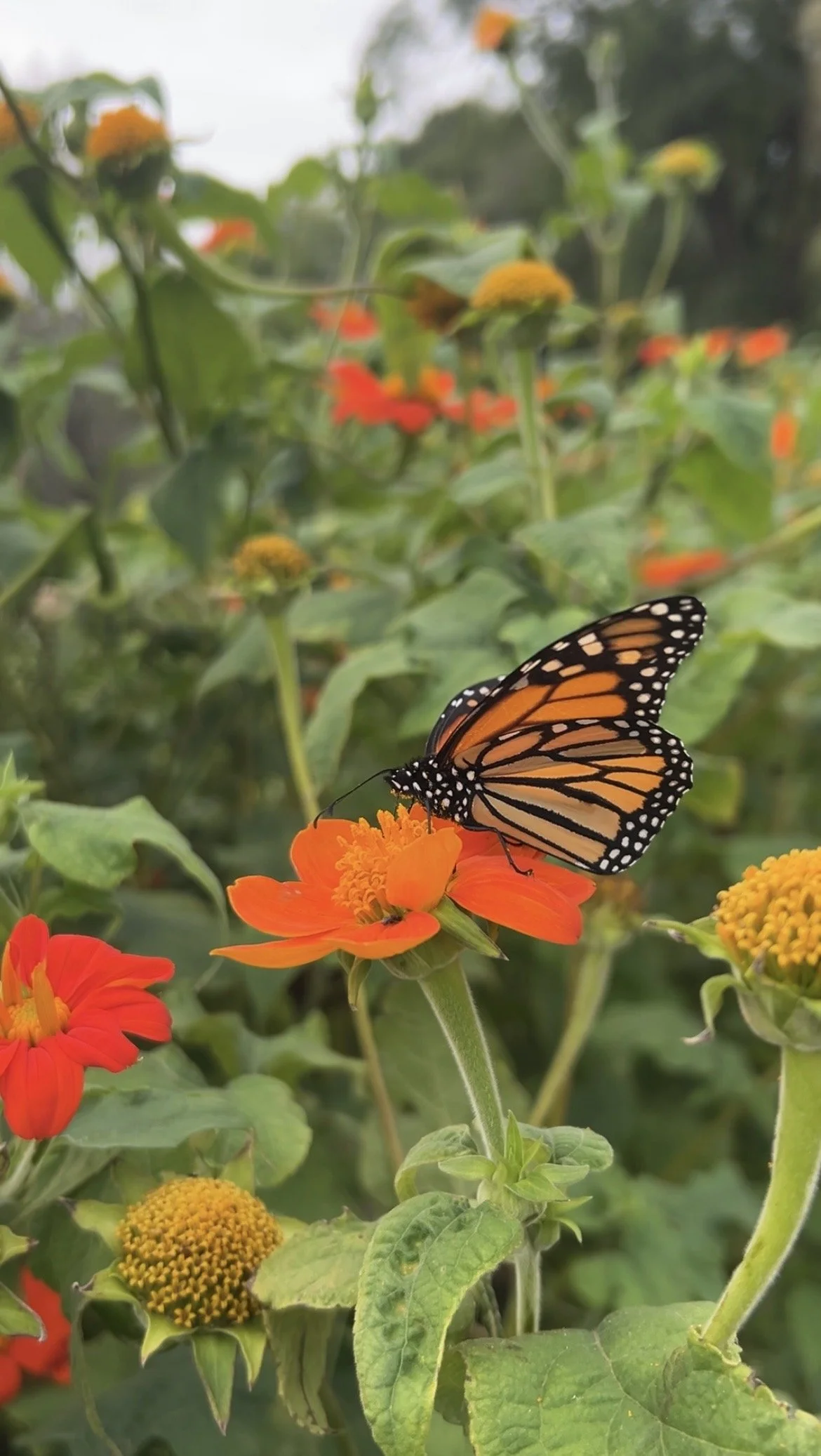 Monarchs 