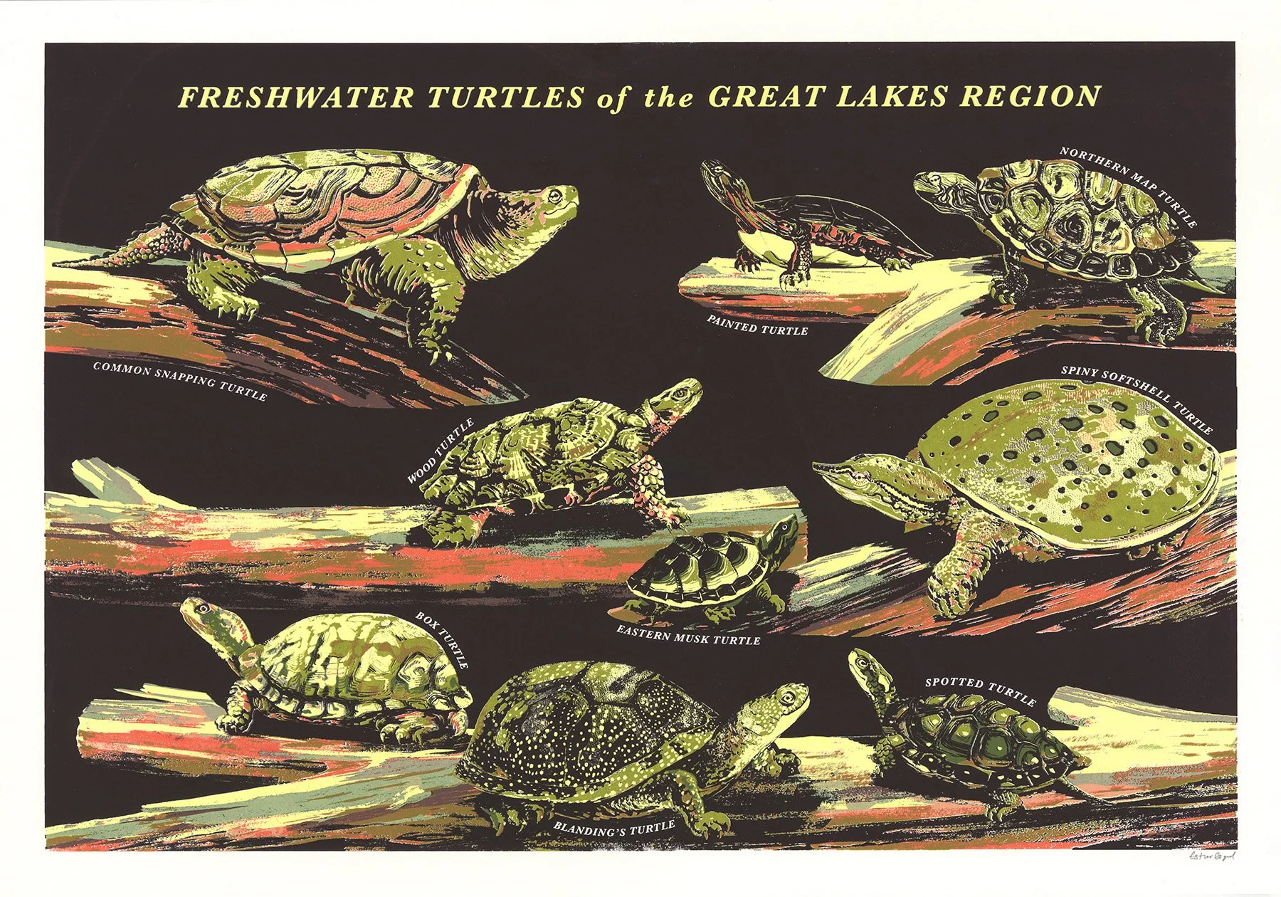 turts small.jpg
