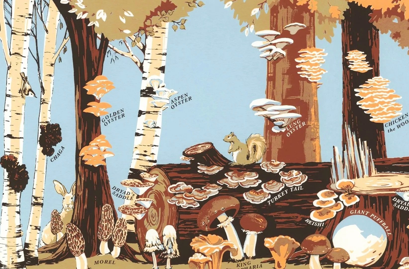 Illustration of various types of mushrooms growing on and around a fallen tree, including species labeled as Golden Oyster, Aspen Oyster, Lung Oyster, Chicken of the Woods, Dryad's Saddle, Morel, Reishi, Giant Puffball, and King Garia, with a squirrel and a rabbit in a forest scene.
