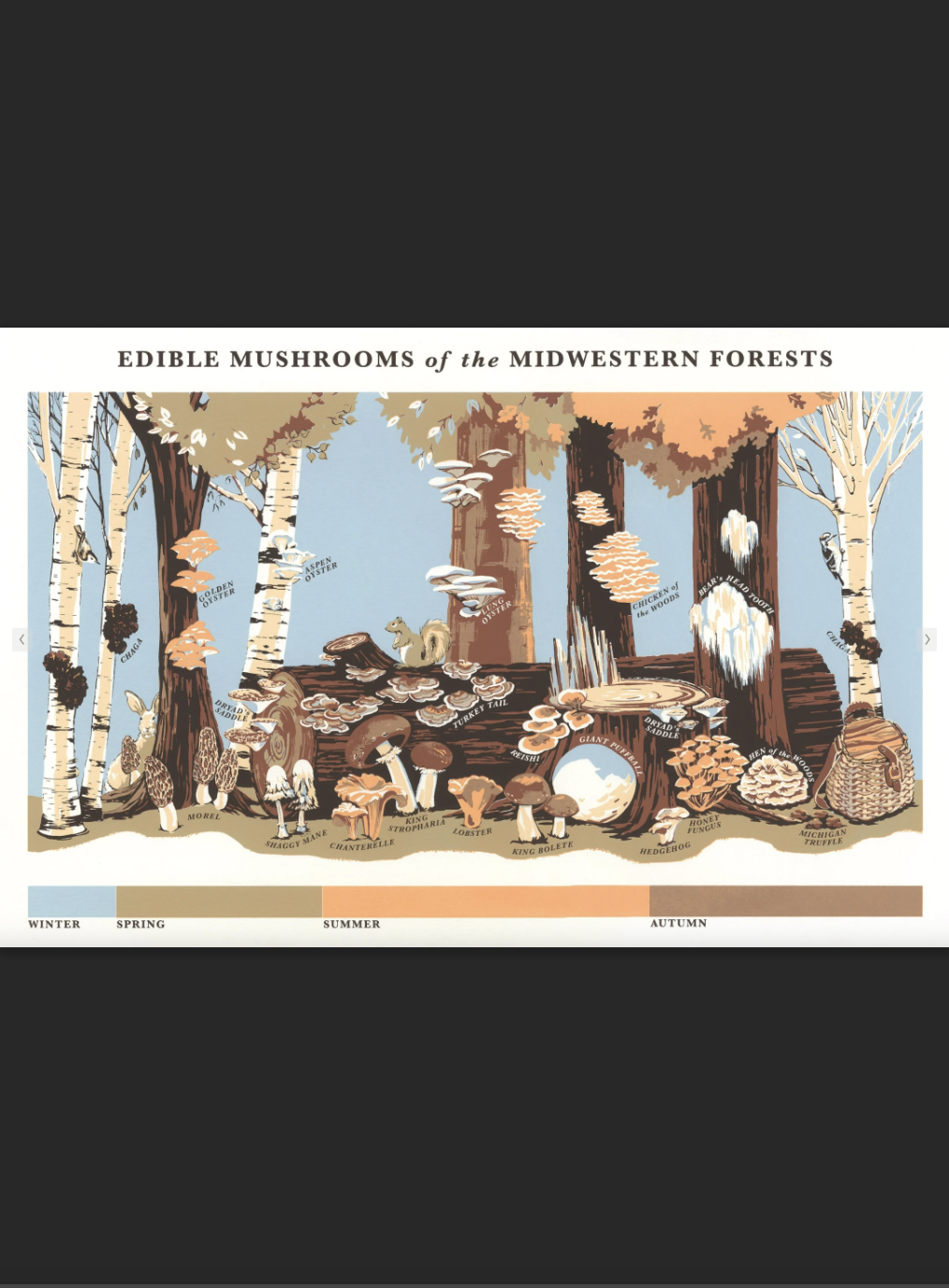 EDIBLE MUSHROOMS OF THE MIDWESTERN FORESTS