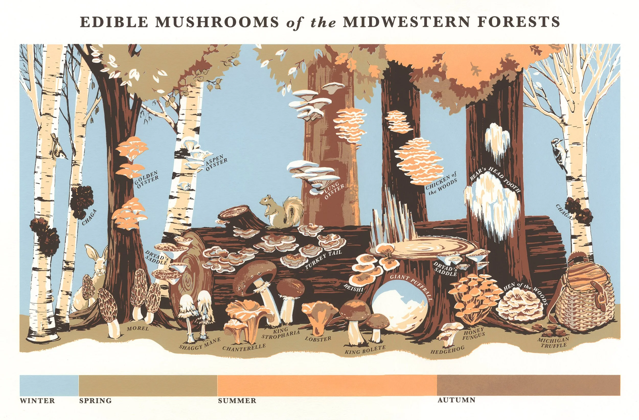 Illustration of edible mushrooms found in the midwestern forests, arranged on a fallen tree and surrounding area. The illustration is labeled with mushroom names and depicts different seasons with a color bar at the bottom indicating winter, spring, 