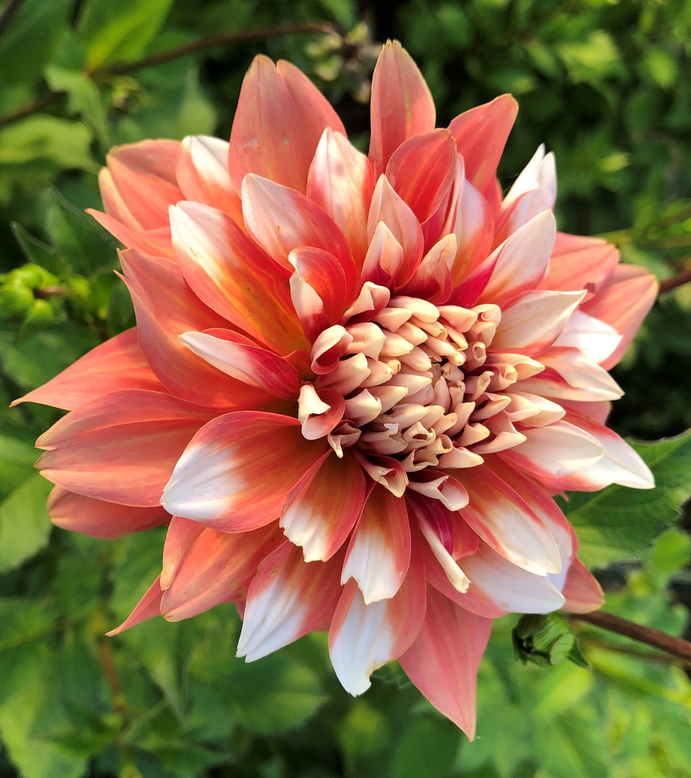 Close-up of a large, multi-colored dahlia flower with peach, pink, and white petals, surrounded by green leaves.