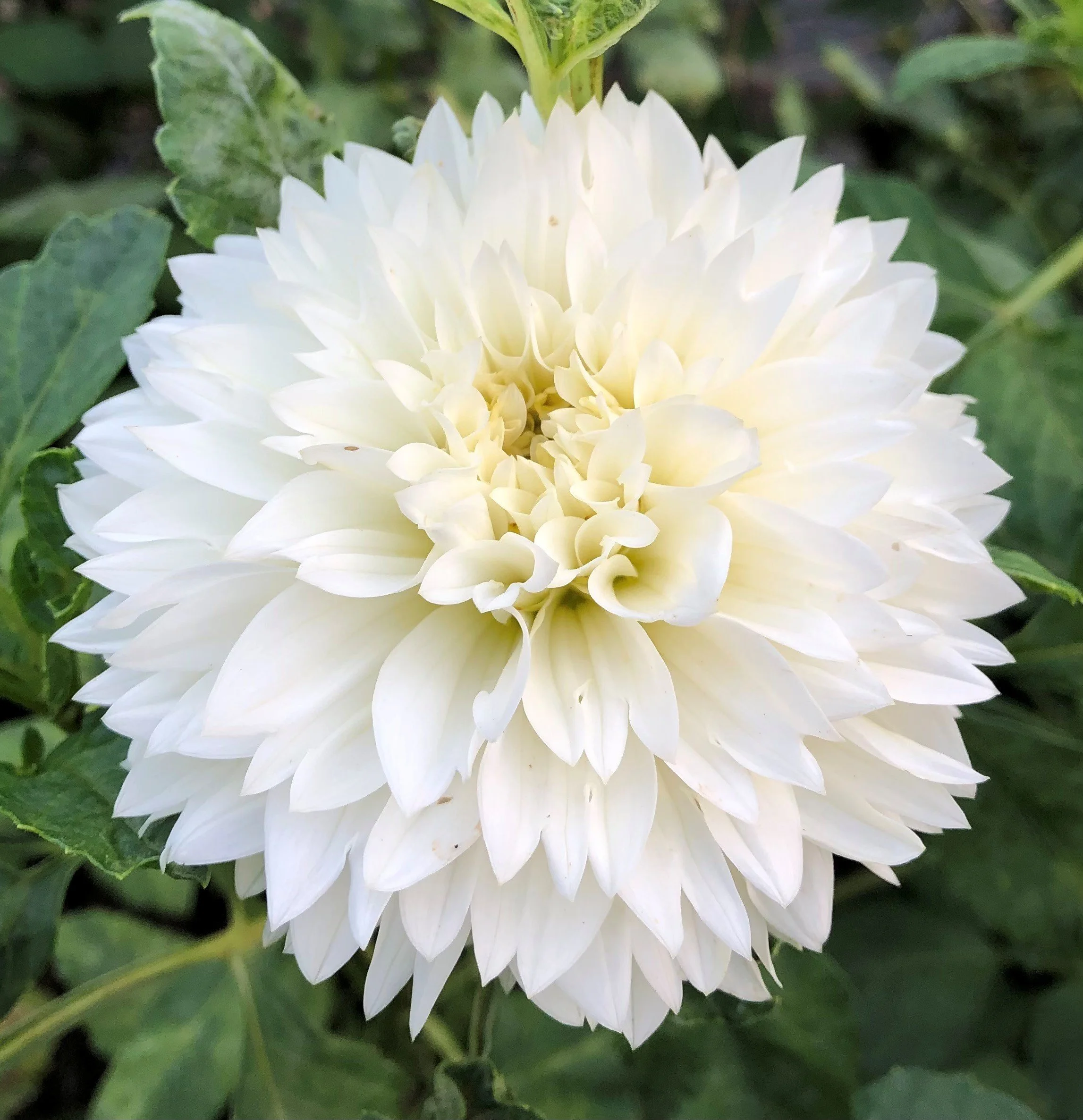 A close-up of a white dahlia flower with layered petals, surrounded by green leaves.