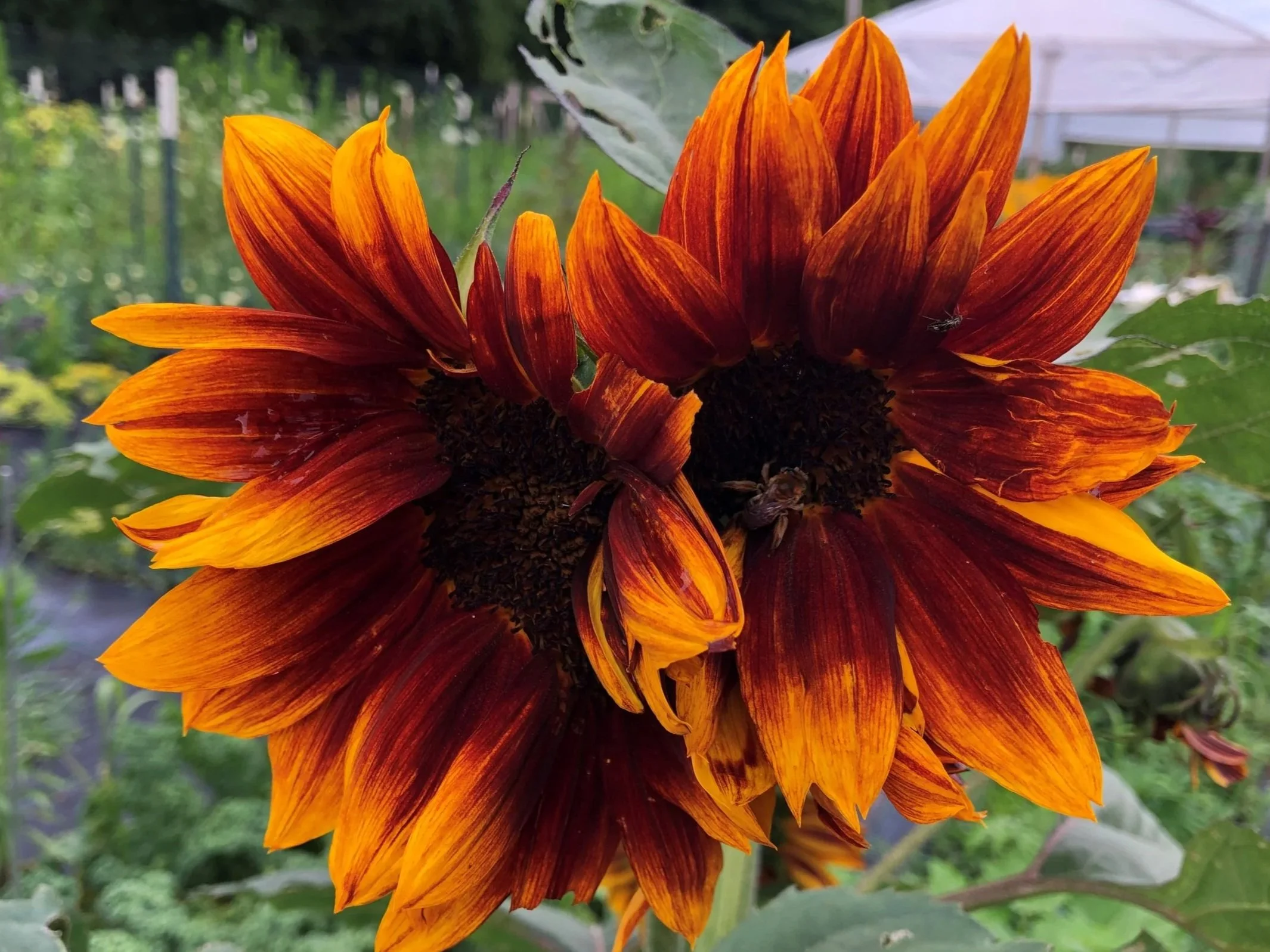 Close-up of two withered sunflowers with orange and red petals in a garden.