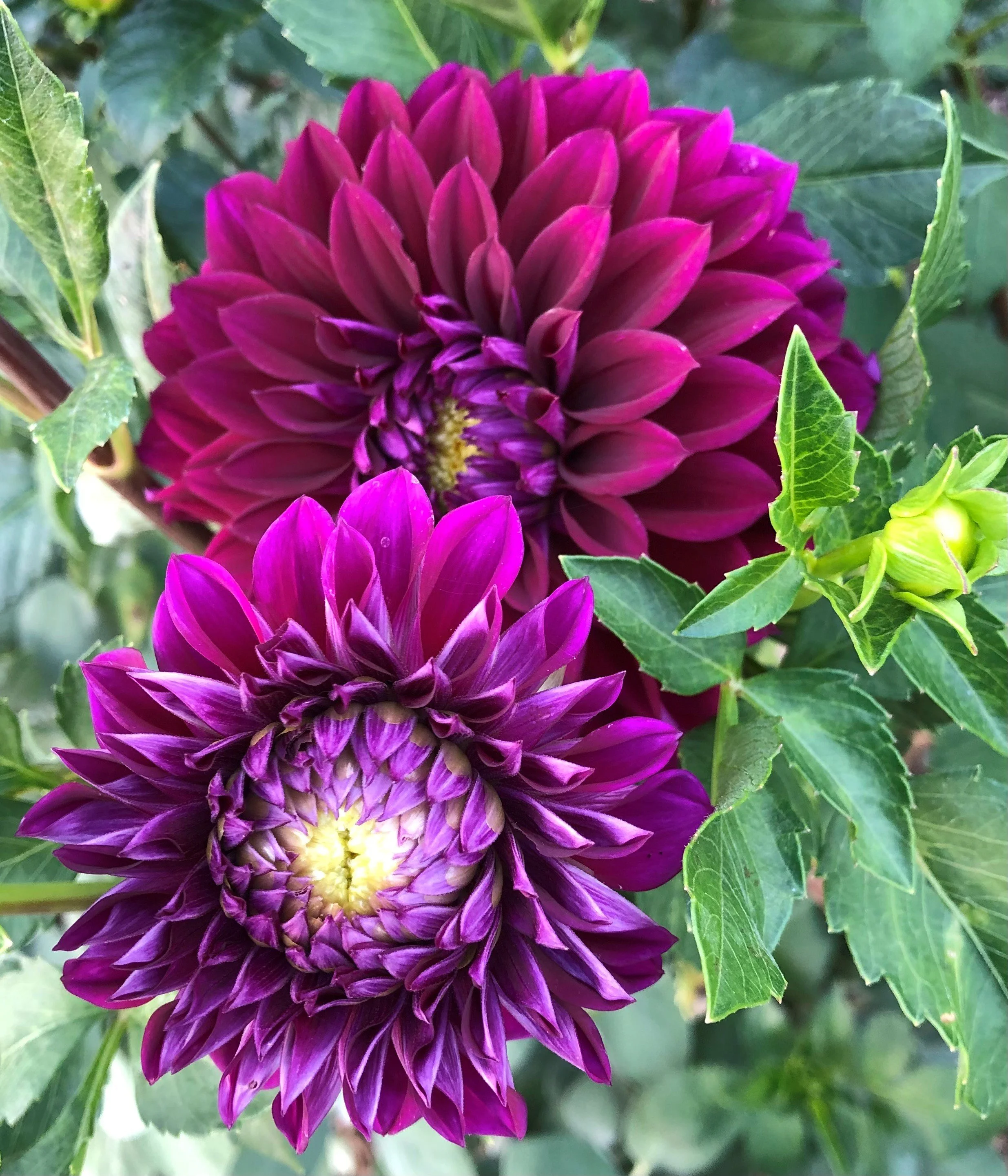 Two purple dahlias with green leaves surrounding them.
