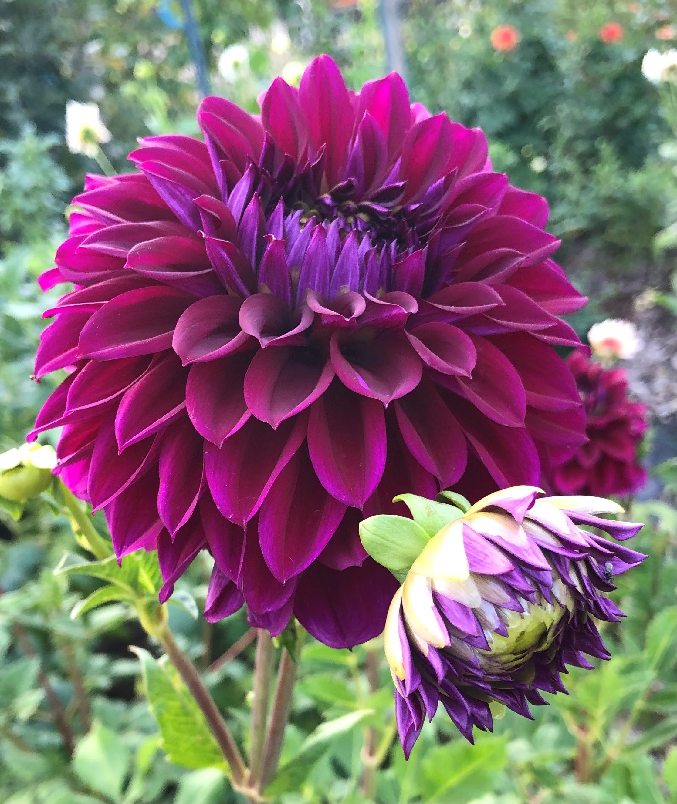 Close-up of a vibrant purple dahlia flower in full bloom with a smaller unopened bud nearby, set against a blurred green garden background.