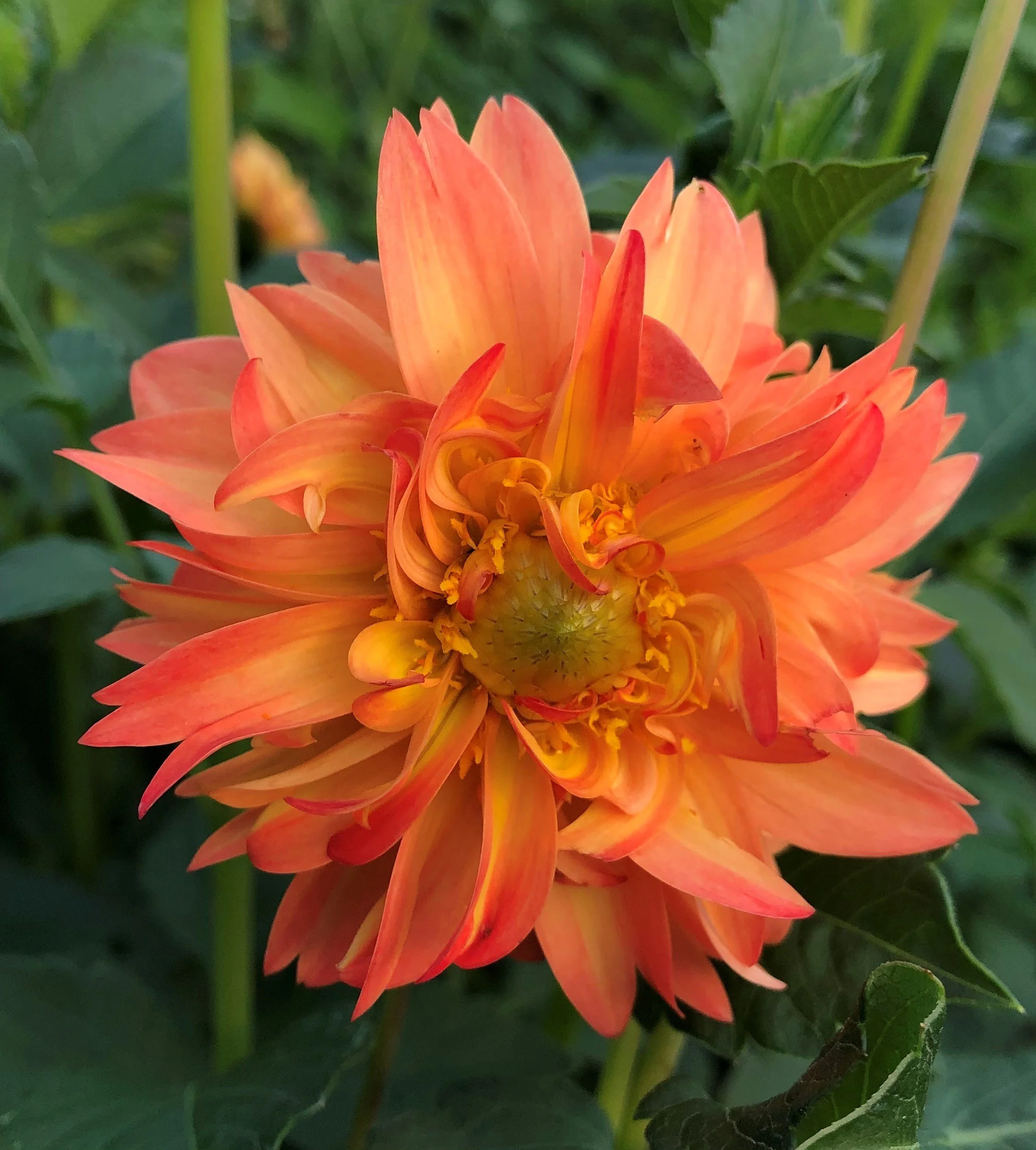 Close-up of a vibrant orange dahlia flower with multiple petals, set against green foliage.