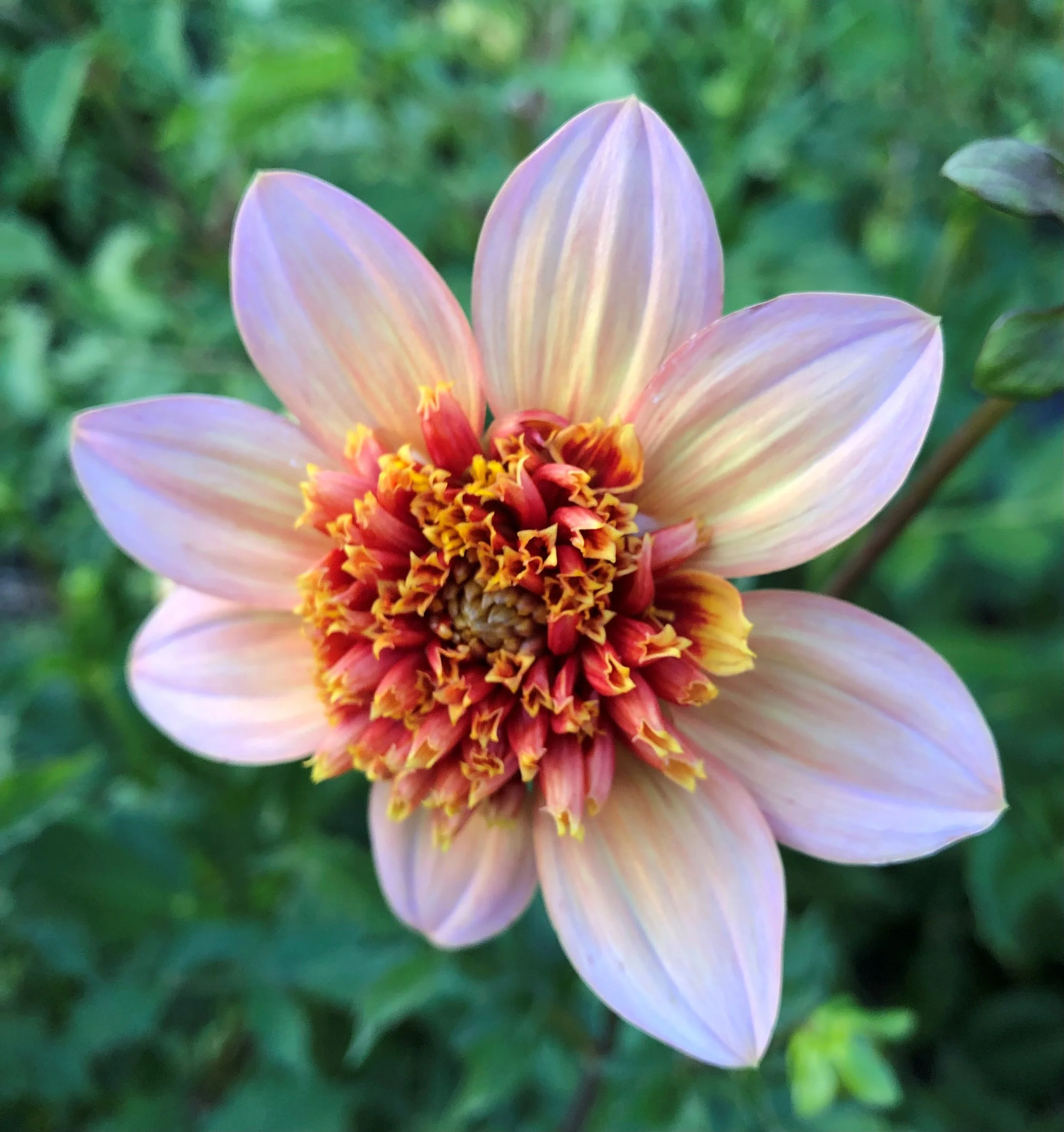 Close-up of a blooming dahlia flower with pale pink petals and a yellow and red center, against a blurred green foliage background.