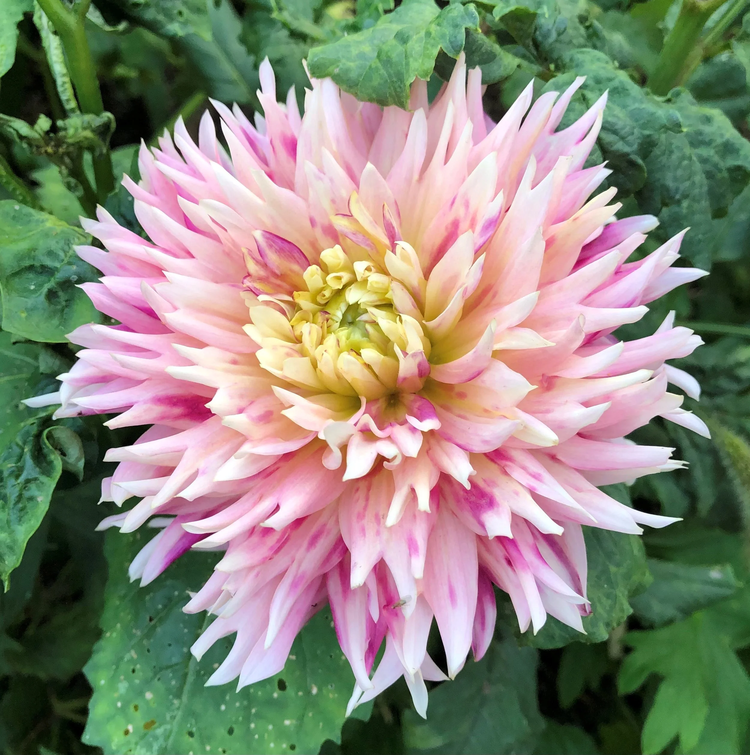 A large pink and white dahlia flower in full bloom with green leaves in the background.