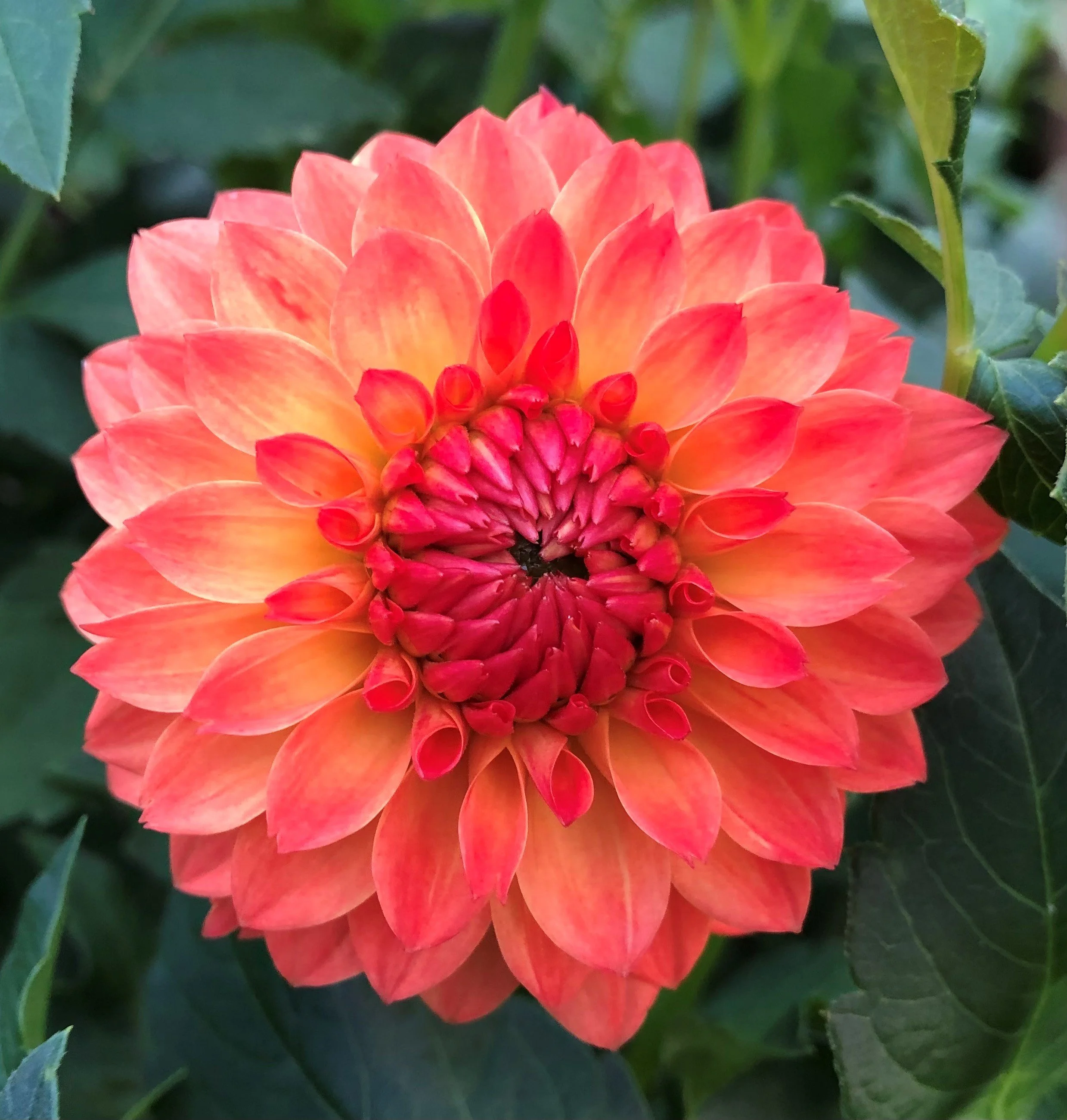 Close-up of an orange and pink dahlia flower with layered petals and vibrant green leaves in the background.