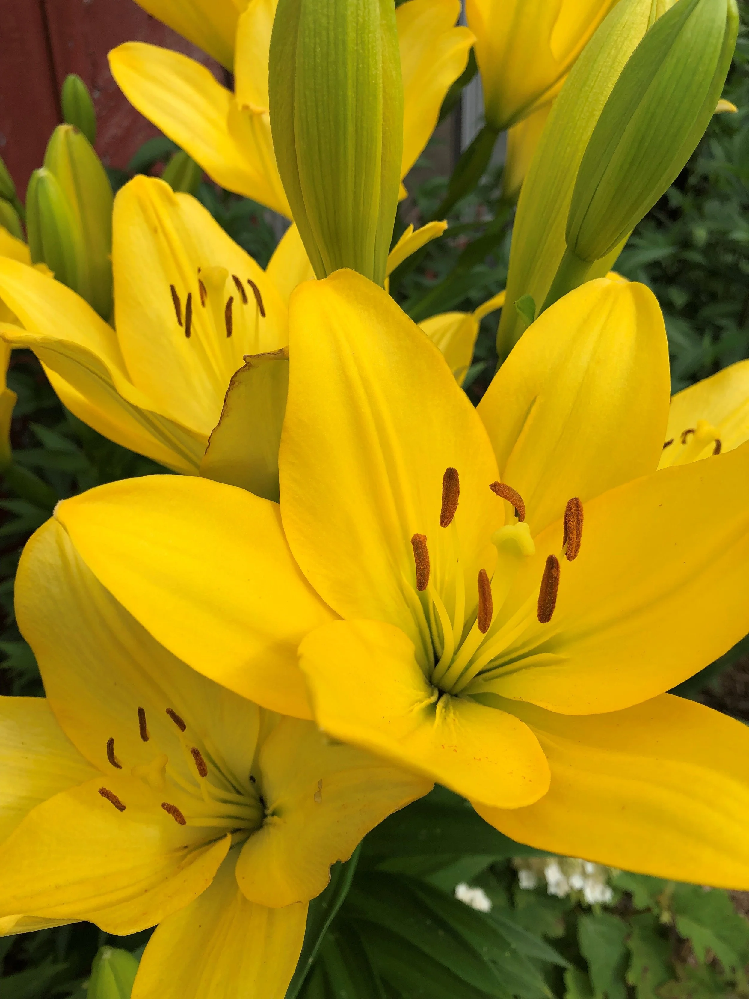 Close-up of yellow lilies in bloom with prominent stamen and petals.