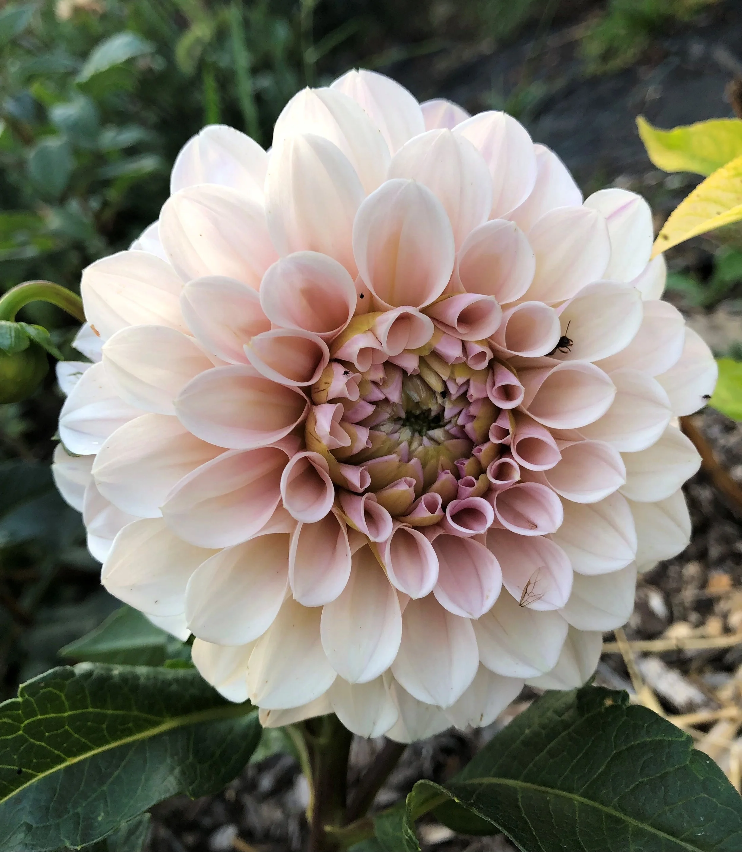 Close-up of a large, pale pink and white dahlia flower with tightly curled petals, surrounded by green leaves.