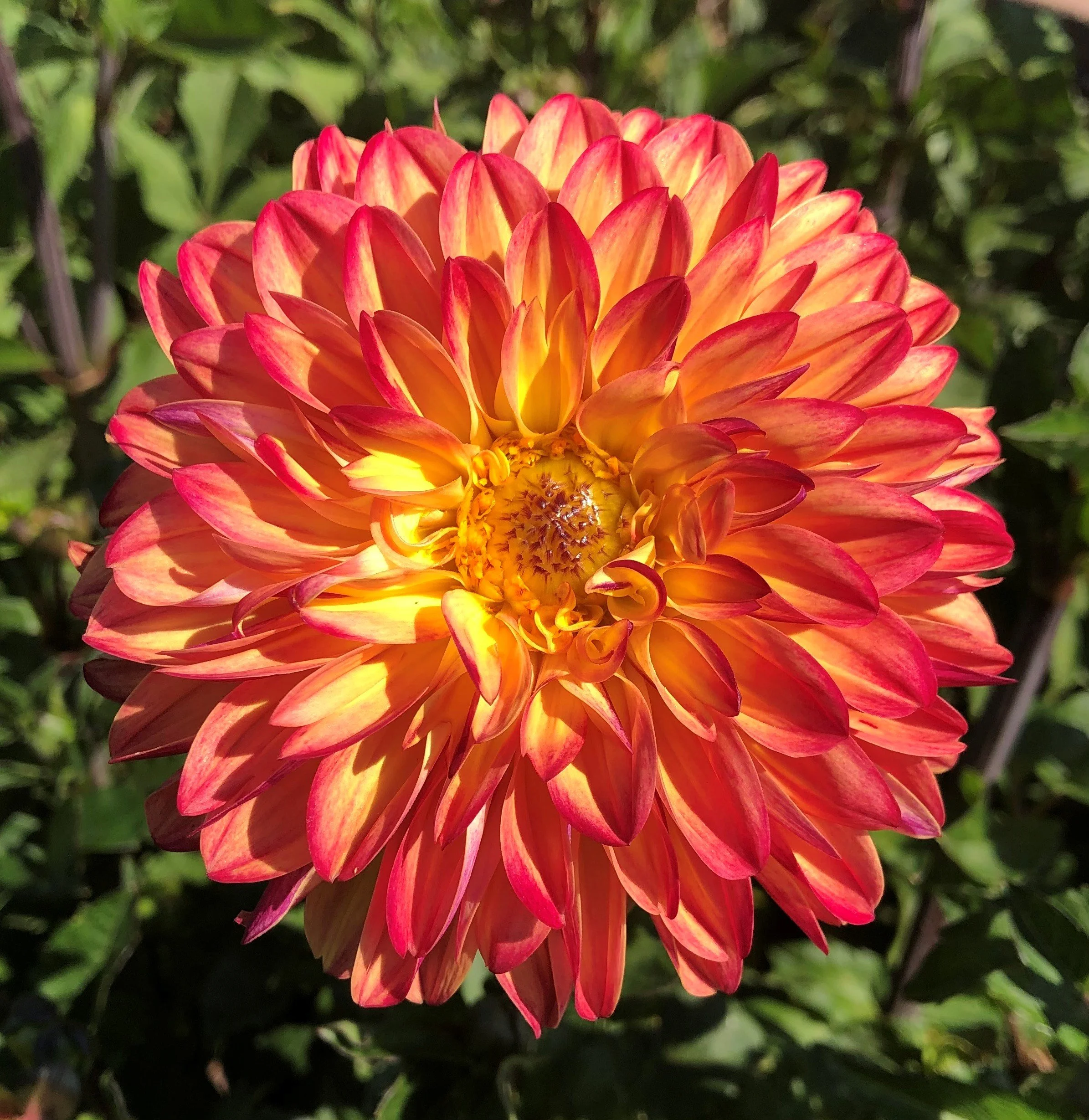 Close-up of a large, orange-blossomed dahlia flower with yellow and red petals and a yellow center, surrounded by green foliage.