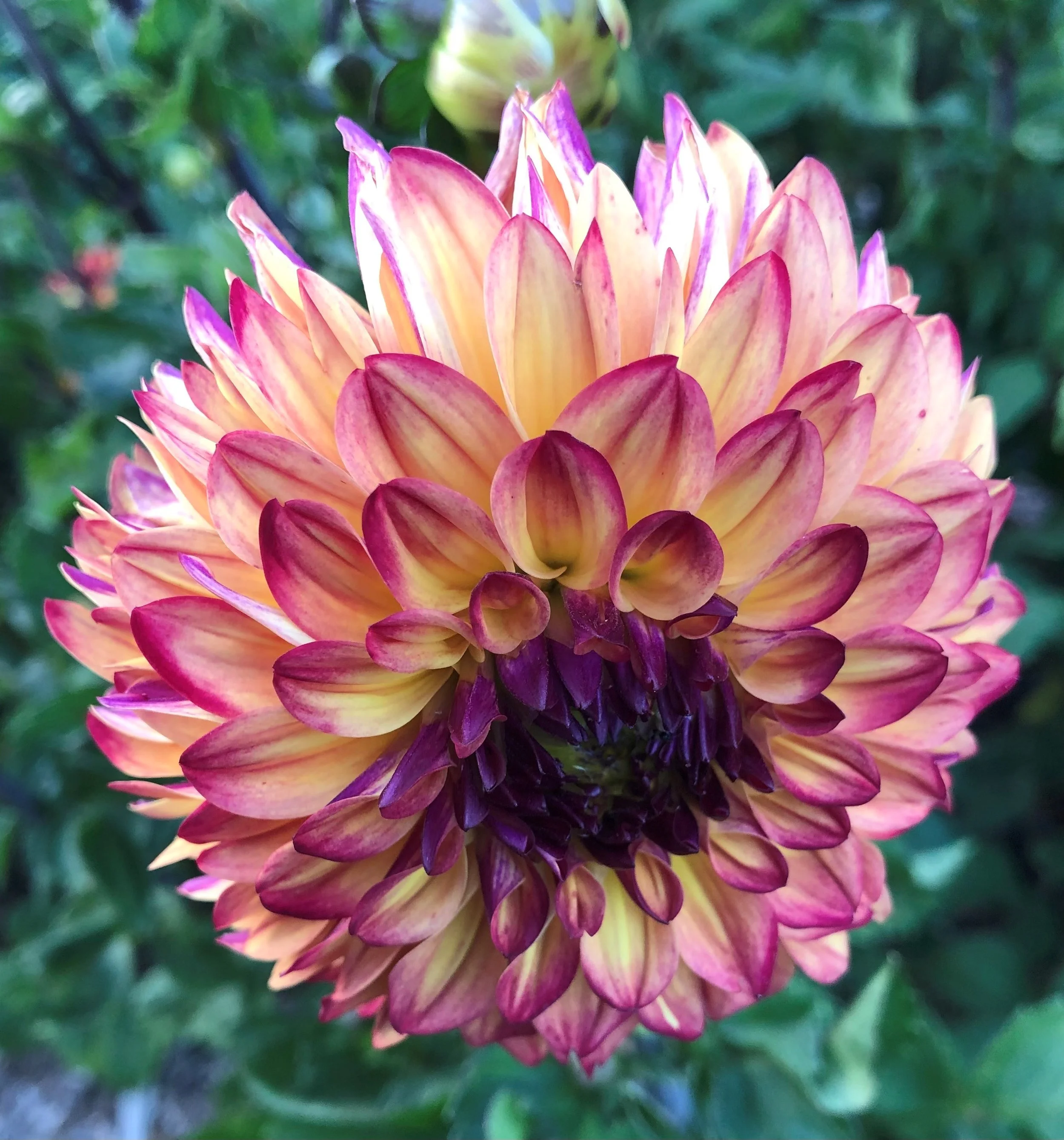 Close-up of a colorful dahlia flower with petals in shades of pink, yellow, and purple, surrounded by green foliage.