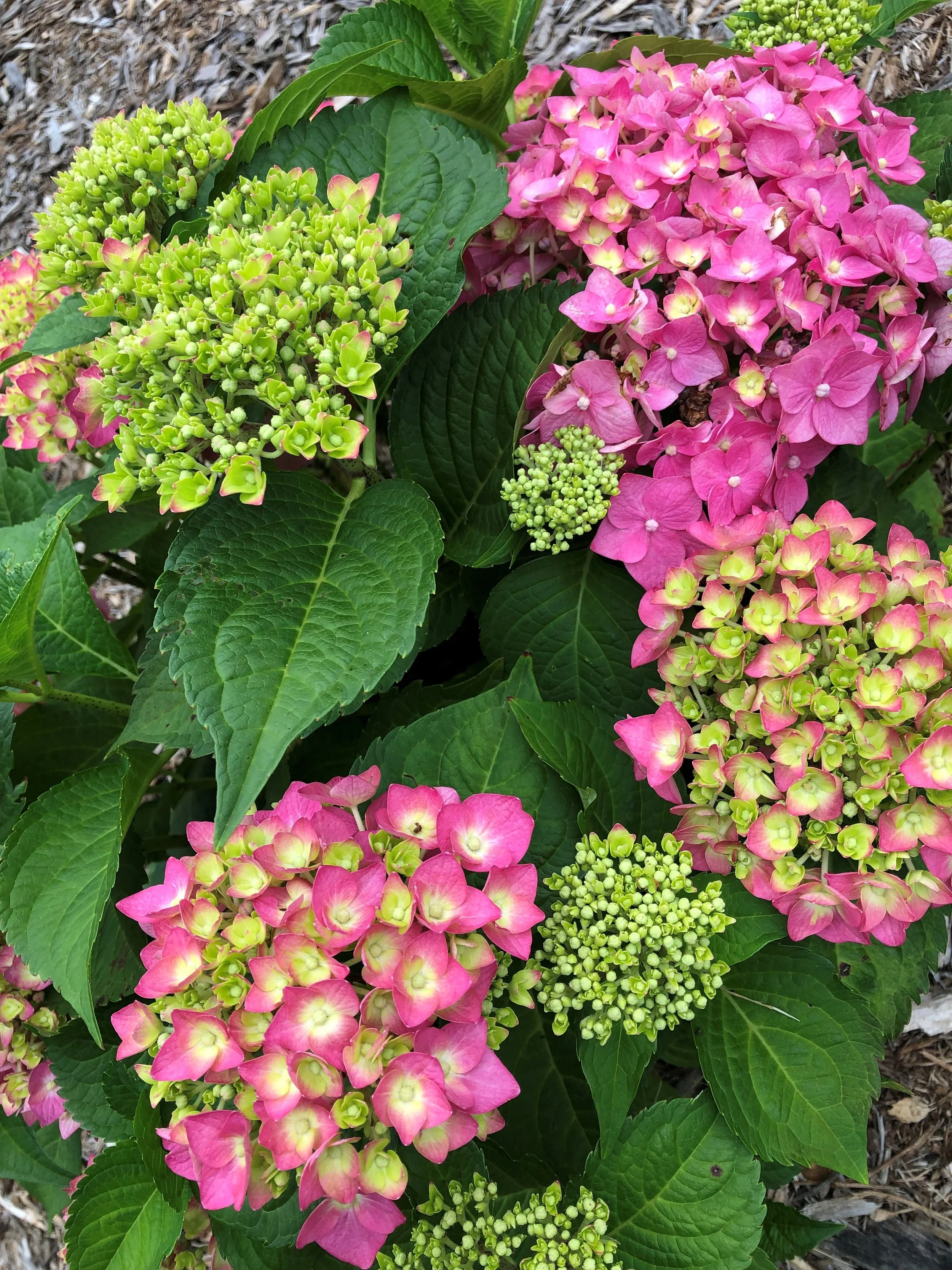 Pink and green hydrangea flowers with large green leaves.