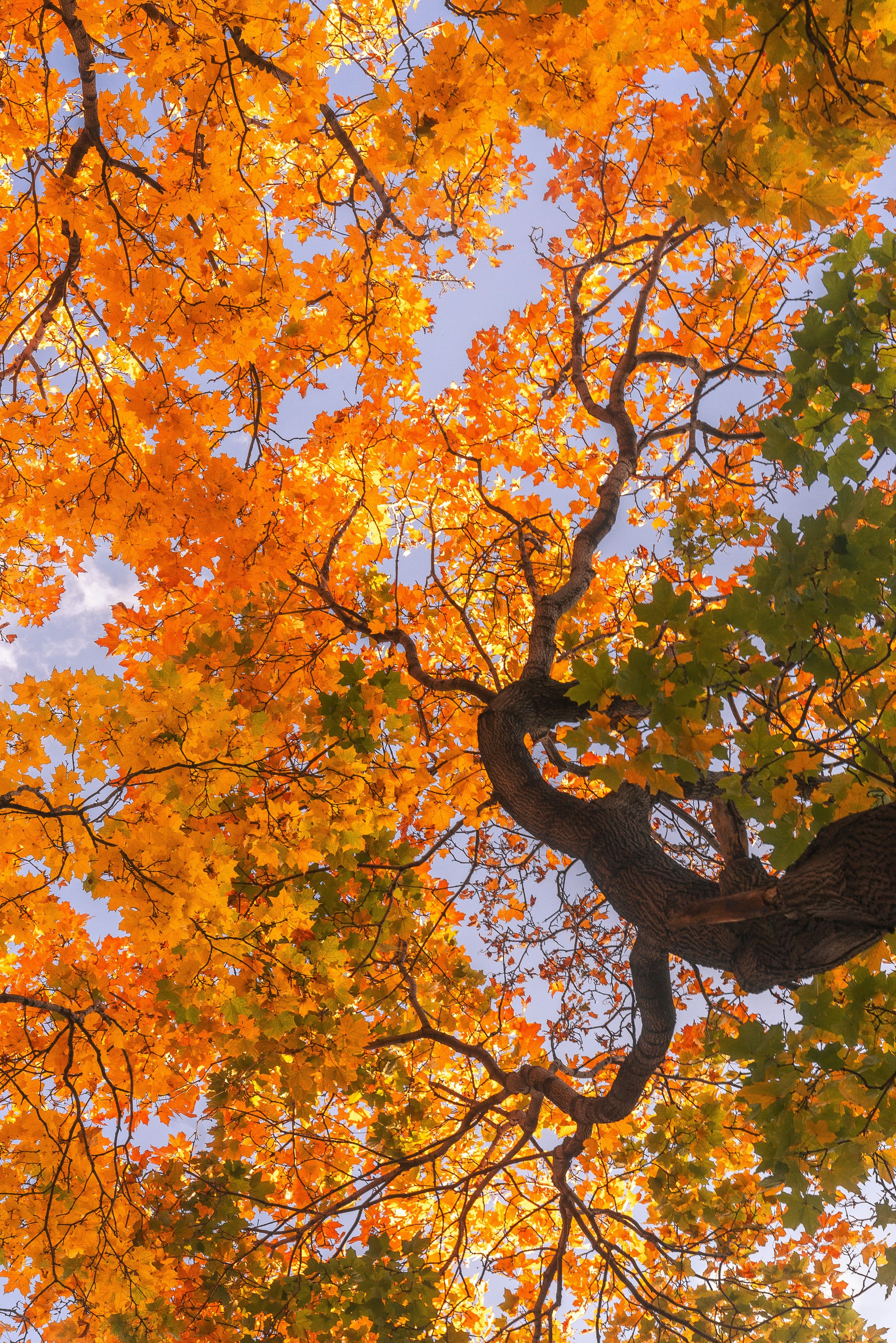 orange fall leaves on a maple tree seen from below.