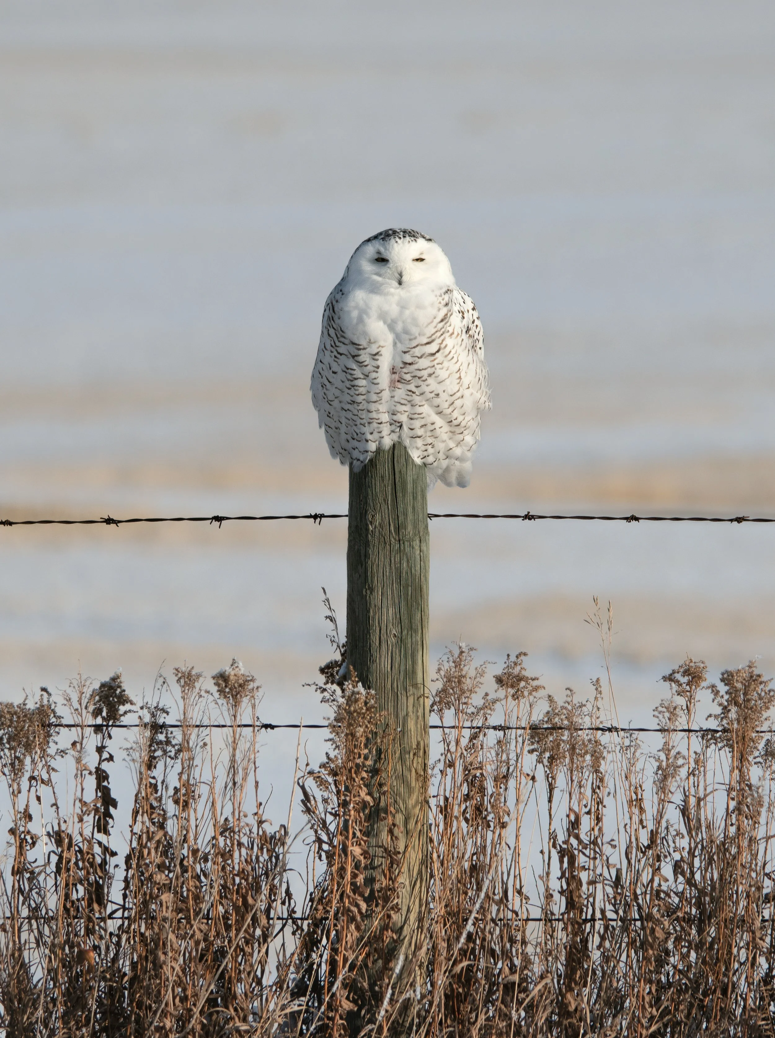 owl snowy female bird white perched fencepost Alberta
