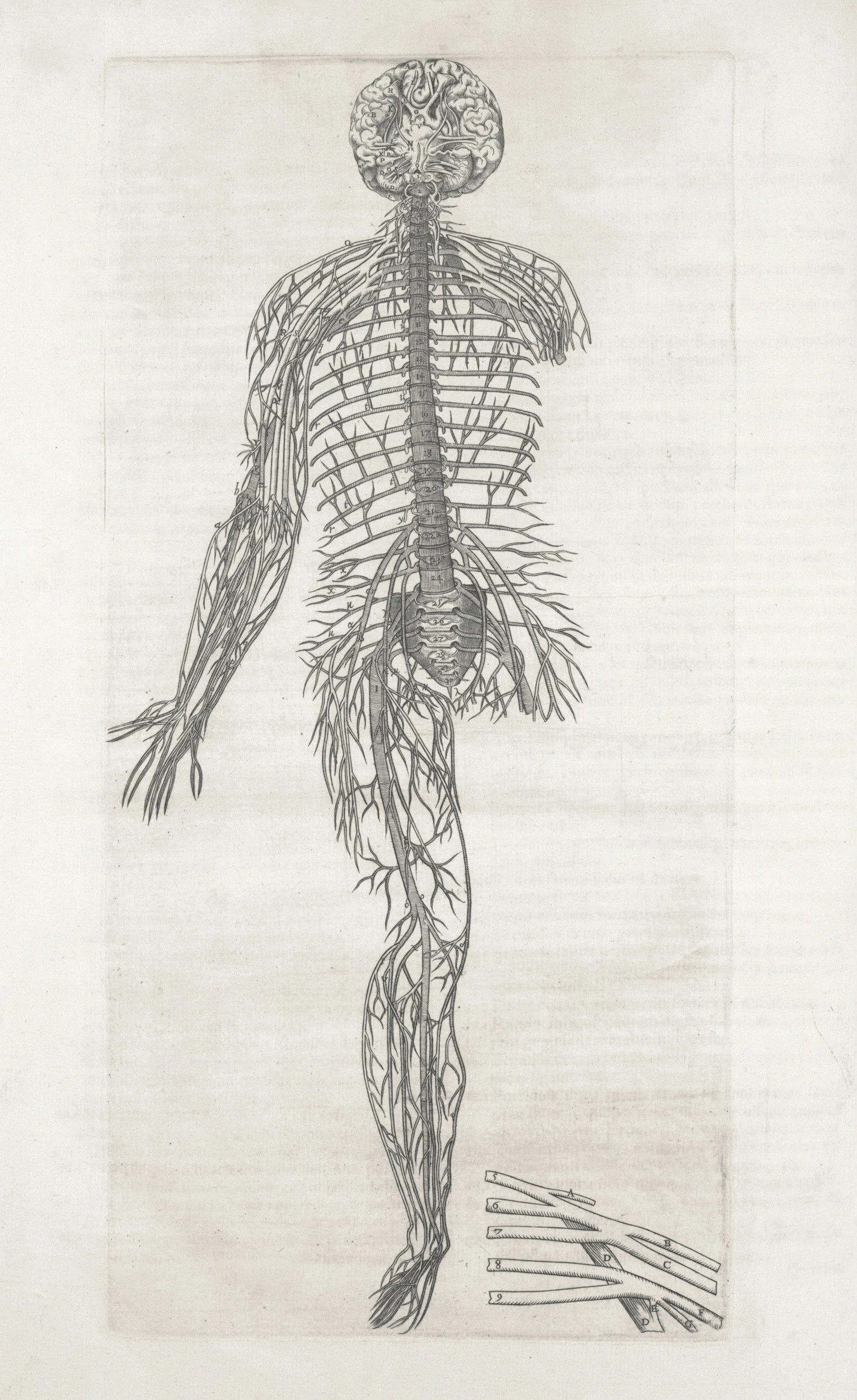 An anatomical illustration of the human nervous system, showing the brain, spinal cord, and peripheral nerves extending through the body.
