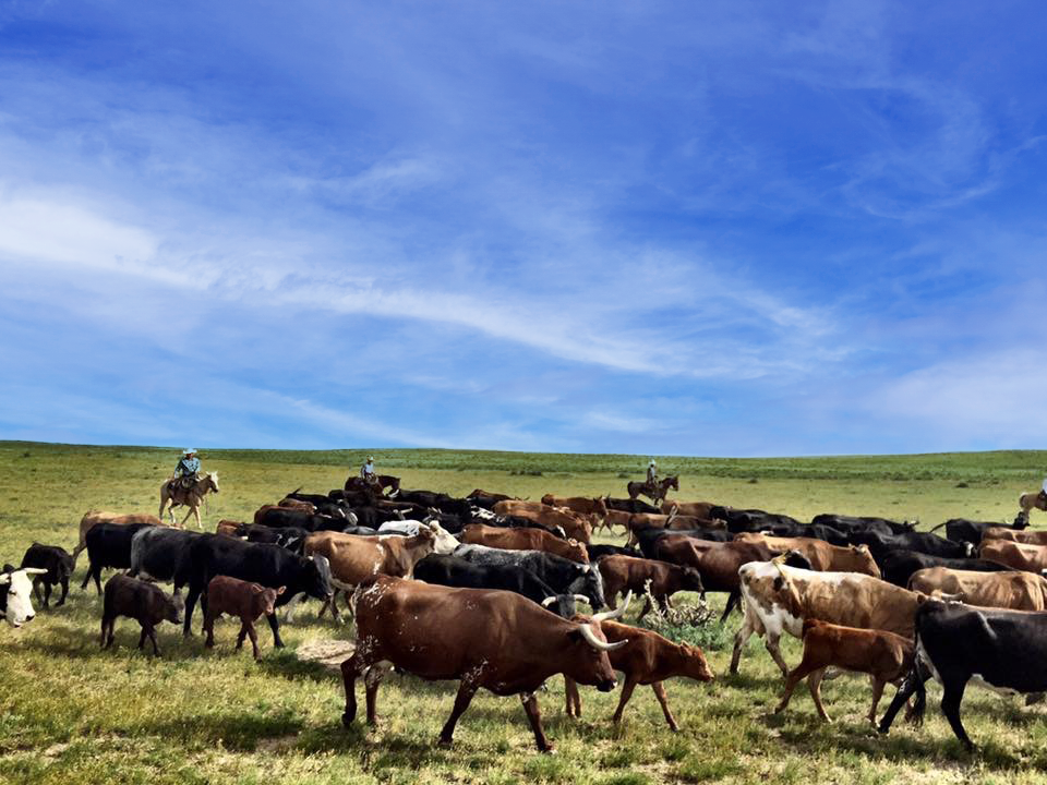Holistic Nutrition: Land Health and Human Health