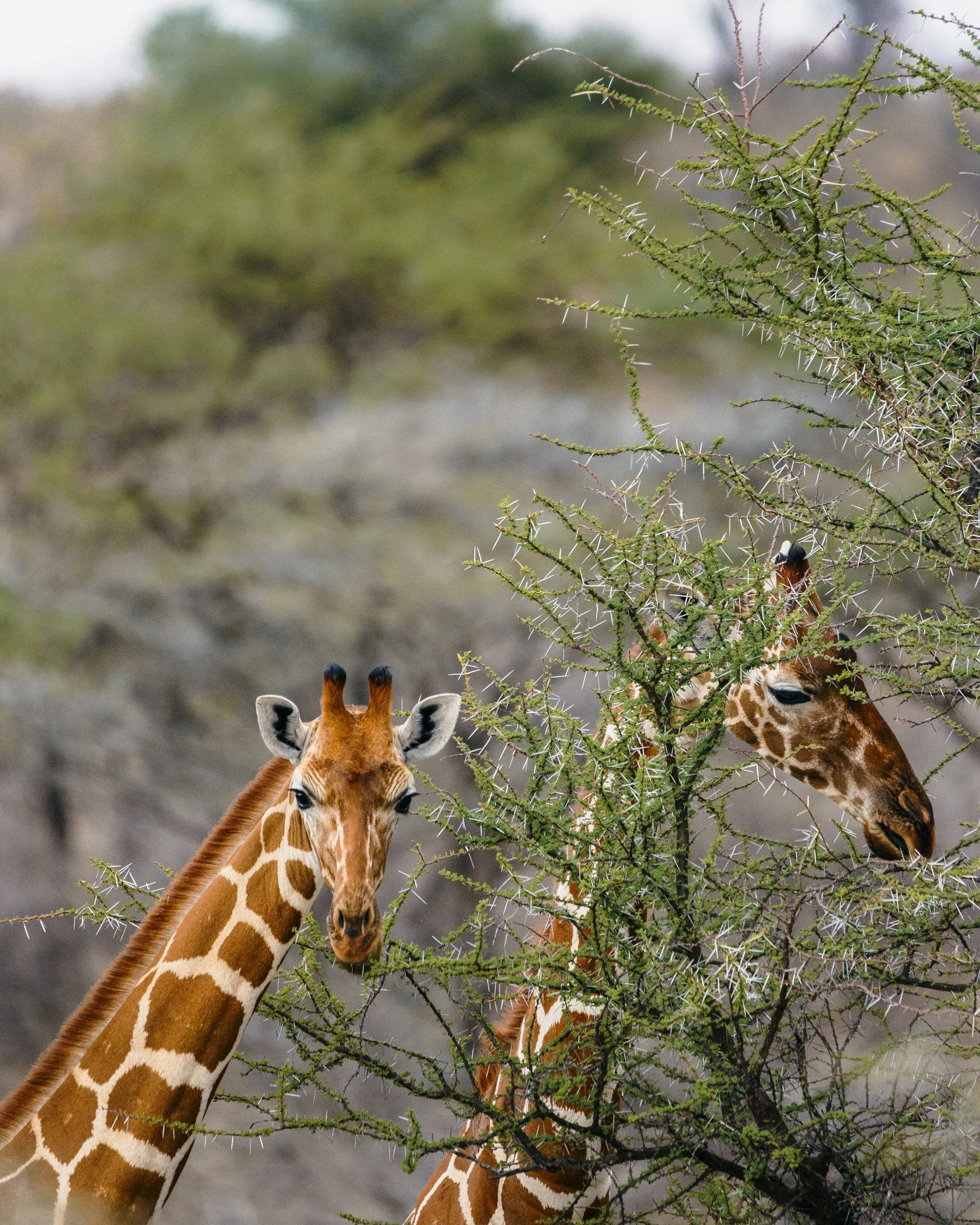 Two giraffes feeding on a thorny green tree in a natural habitat.