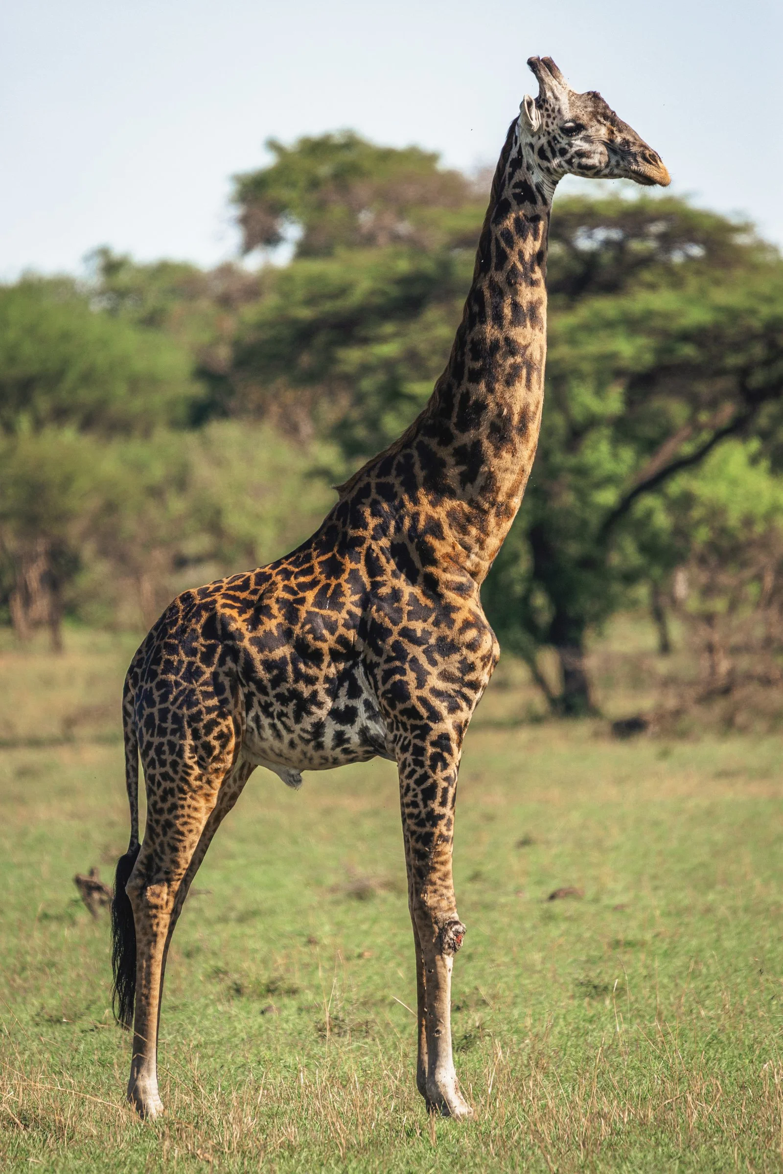A giraffe standing in a grassy plain with trees and a pale blue sky in the background.