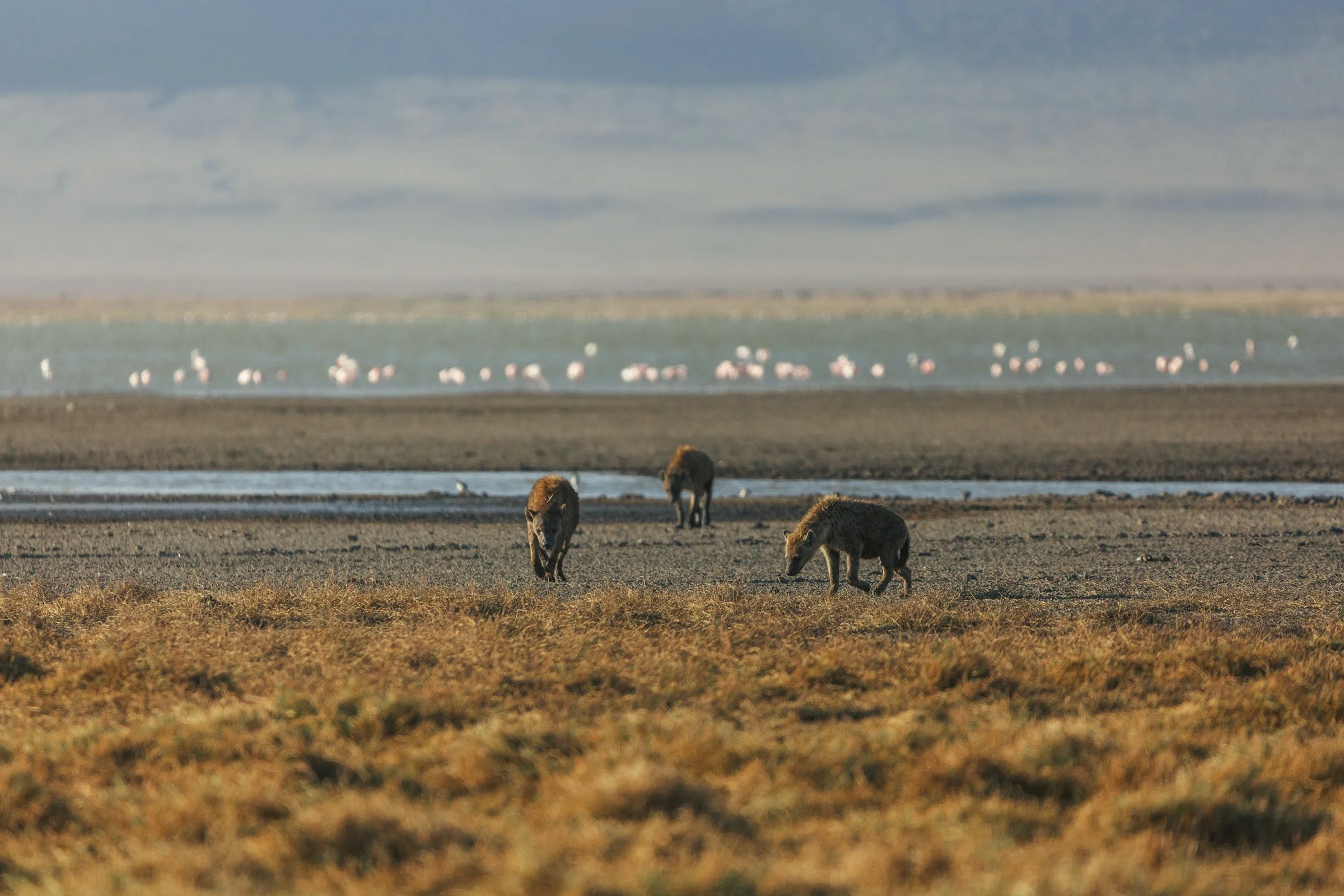 A landscape with a body of water, likely a lake or marsh, in the background and a few animals grazing in the foreground on dry grass. Flamingos can be seen in the distance near the water, and the sky appears cloudy.
