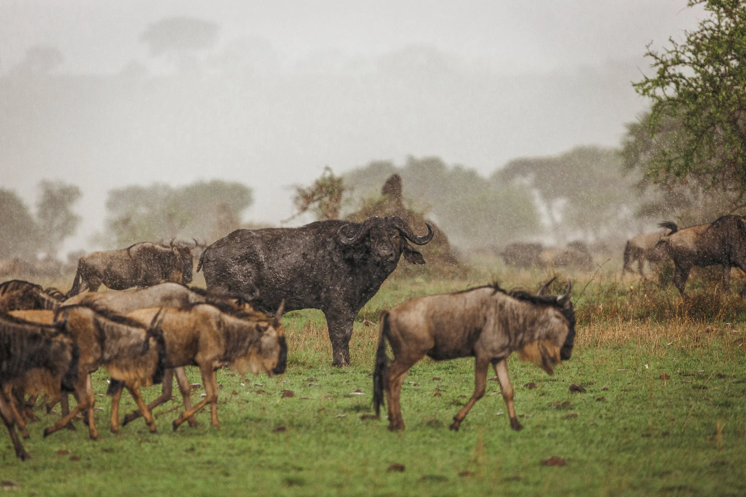 A herd of wildebeest grazing on grass in a rainstorm, with trees in the background and rain falling.