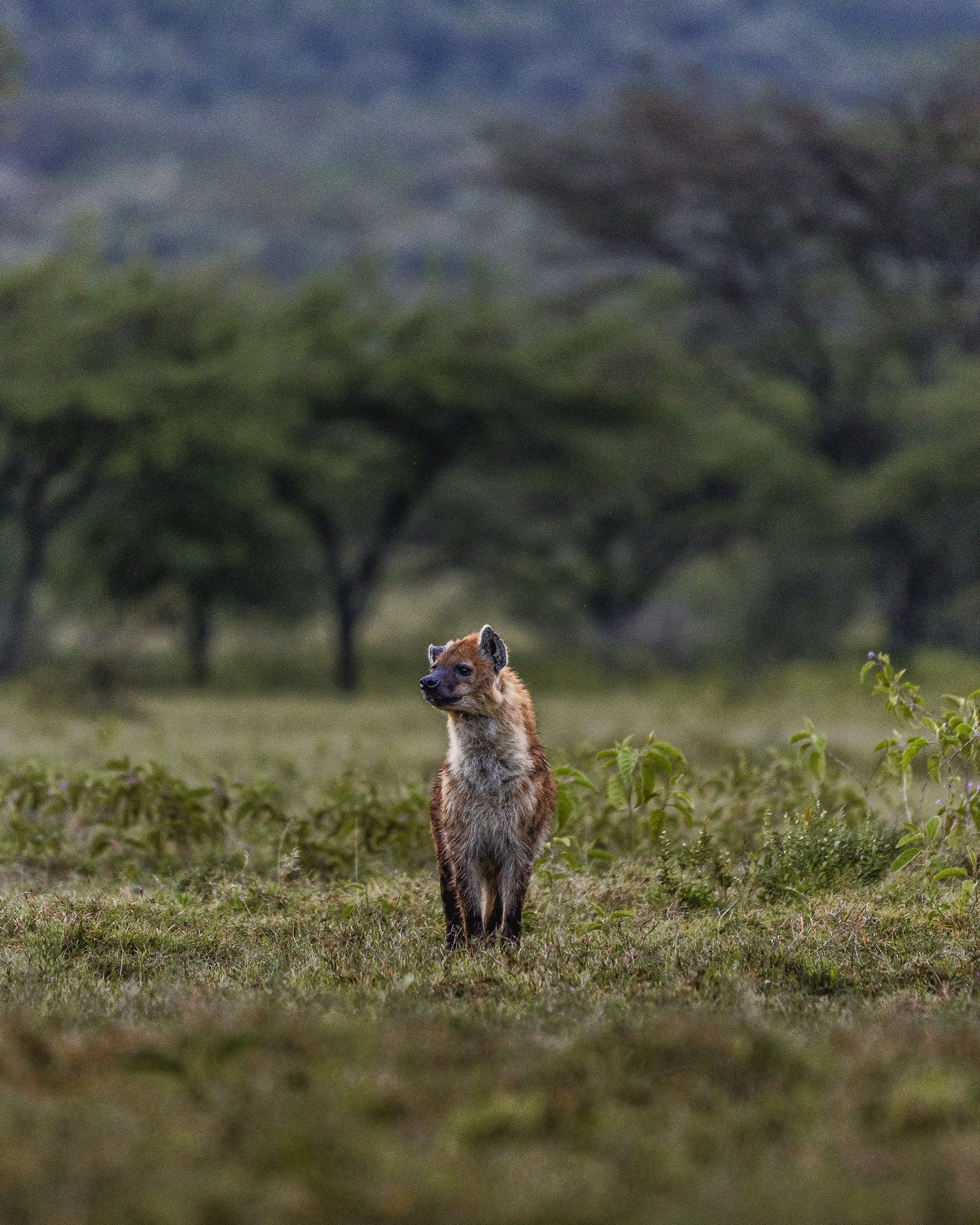 A fox standing on grassy land with trees and a cloudy sky in the background.