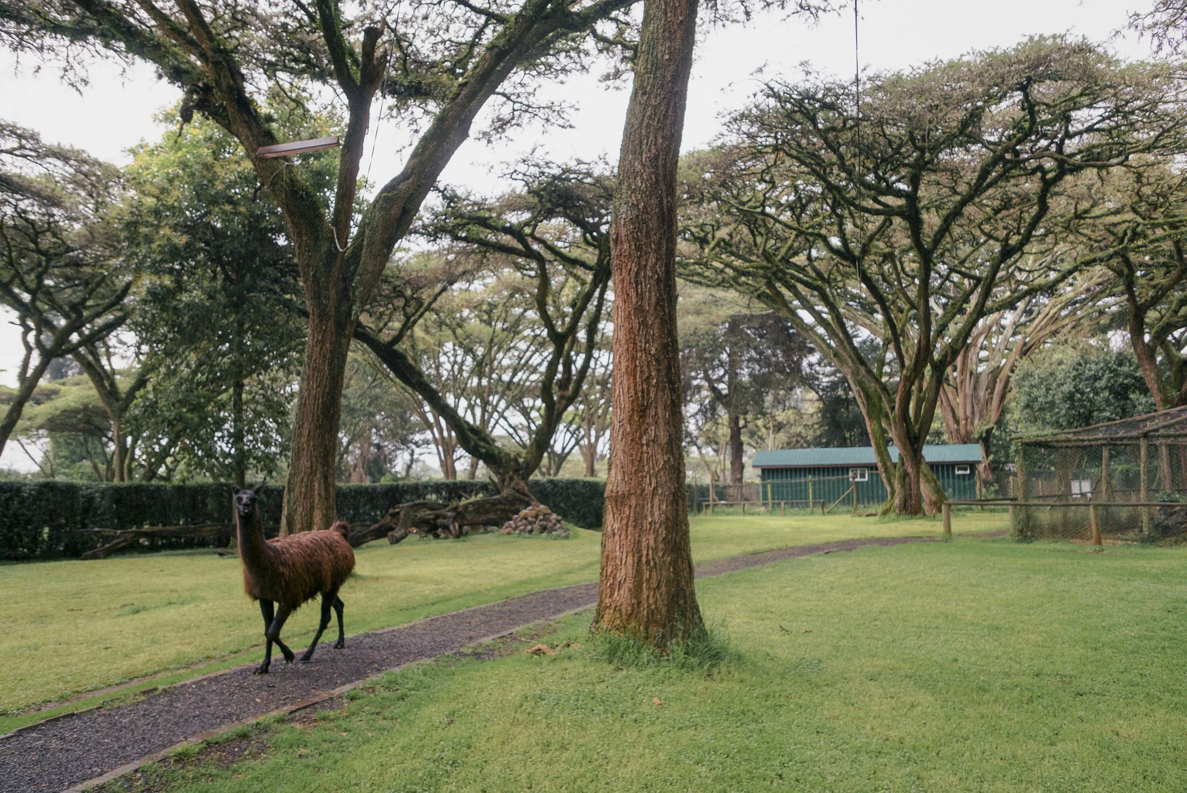 A llama standing on grass near trees in a fenced outdoor area with a small building in the background.