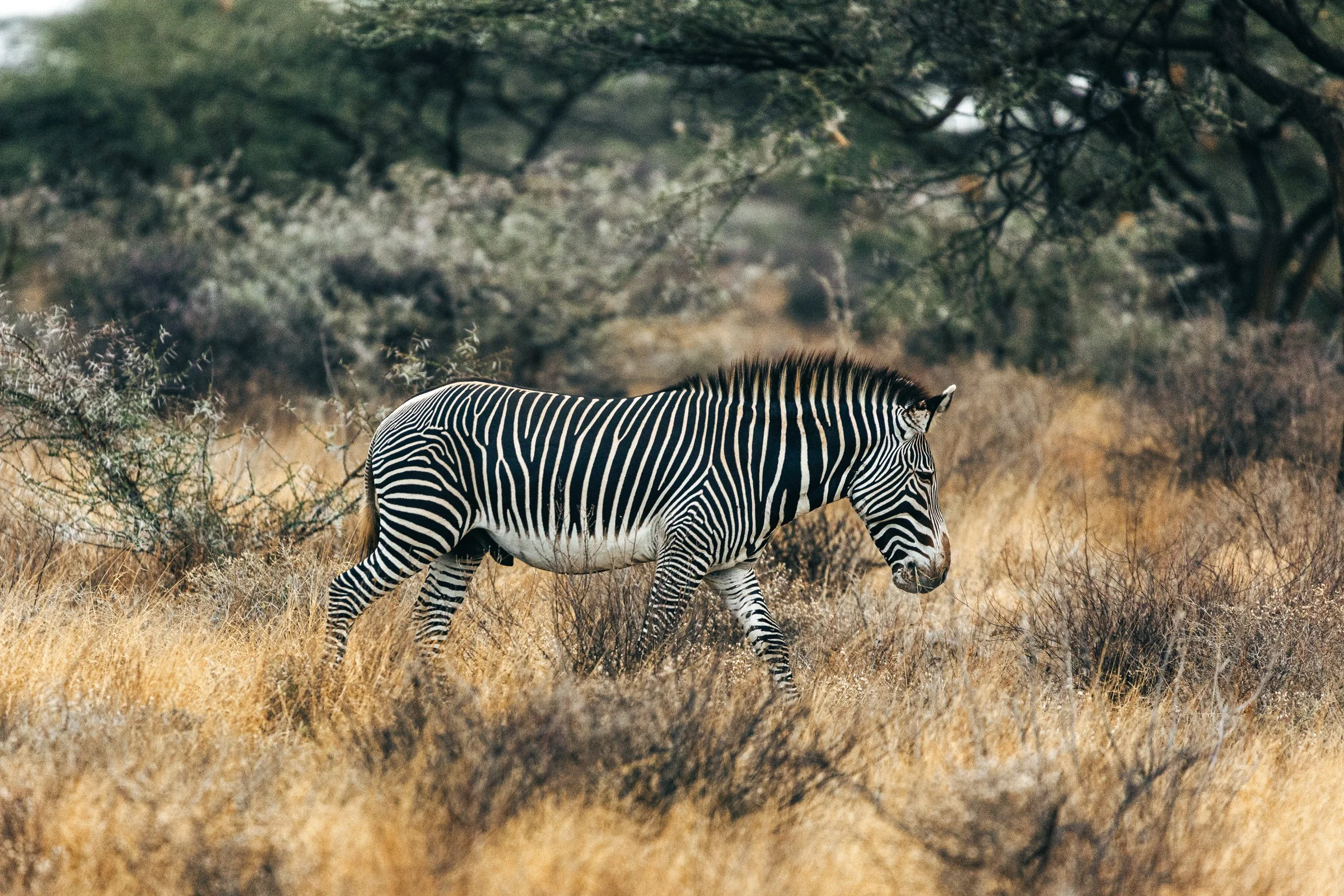 A zebra walking through dry grass in a natural, wooded landscape.