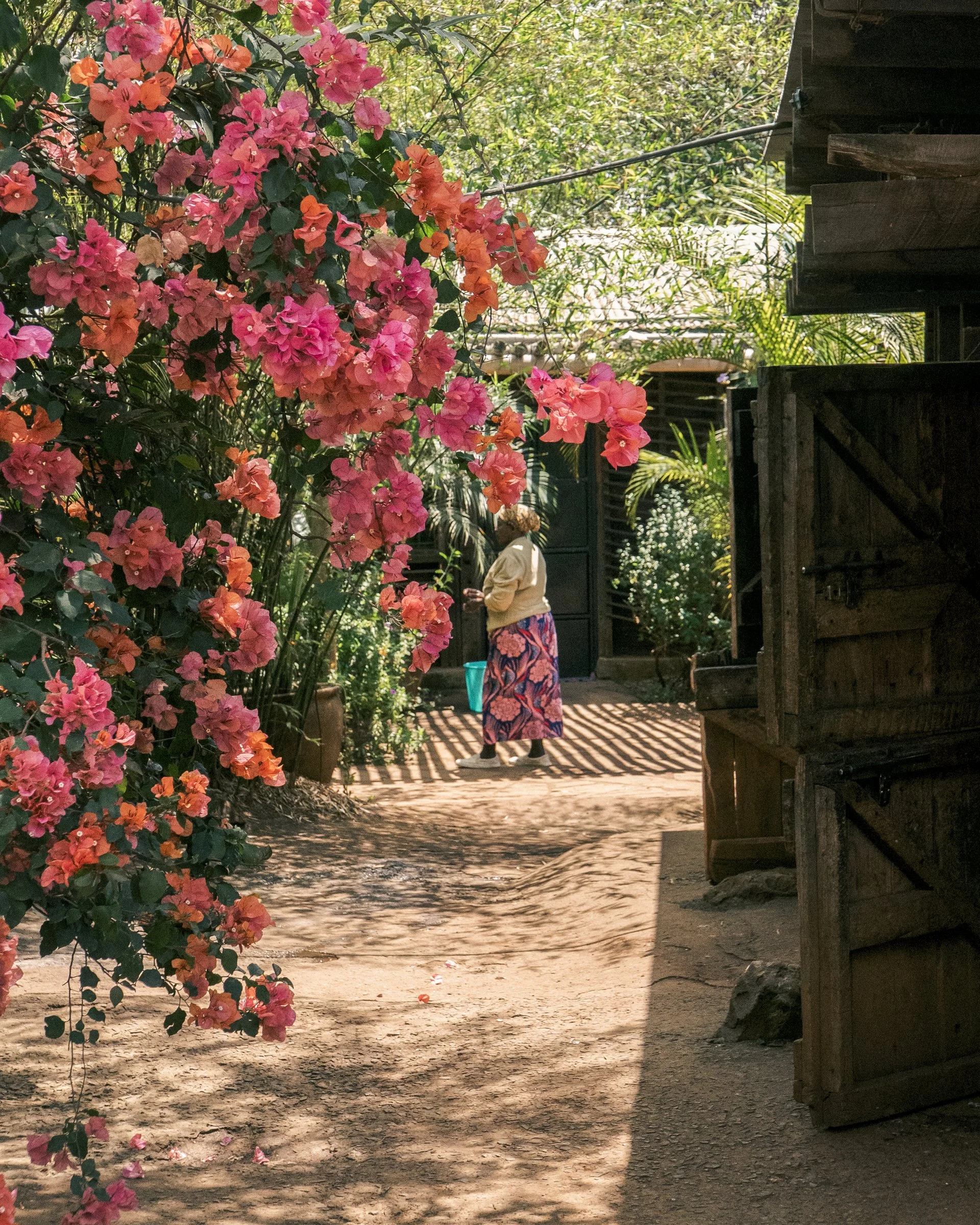 Pink and orange bougainvillea flowers along a dirt path, with tropical greenery and a woman wearing a colorful skirt and white shirt standing in the distance, in a sunny outdoor setting.