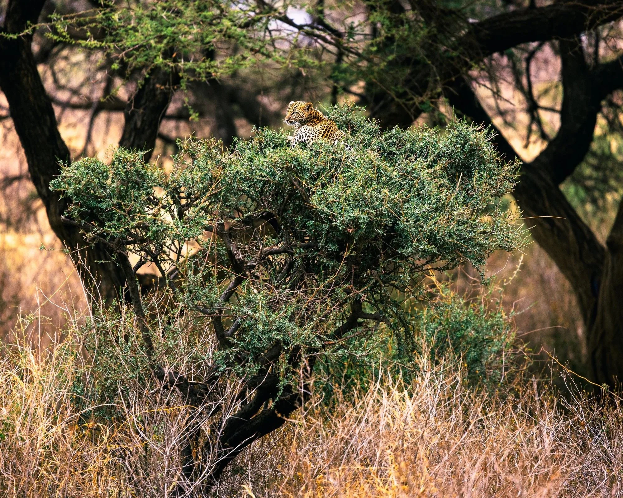 A leopard resting on a tree branch amidst green foliage and dry grasses, in a natural habitat.