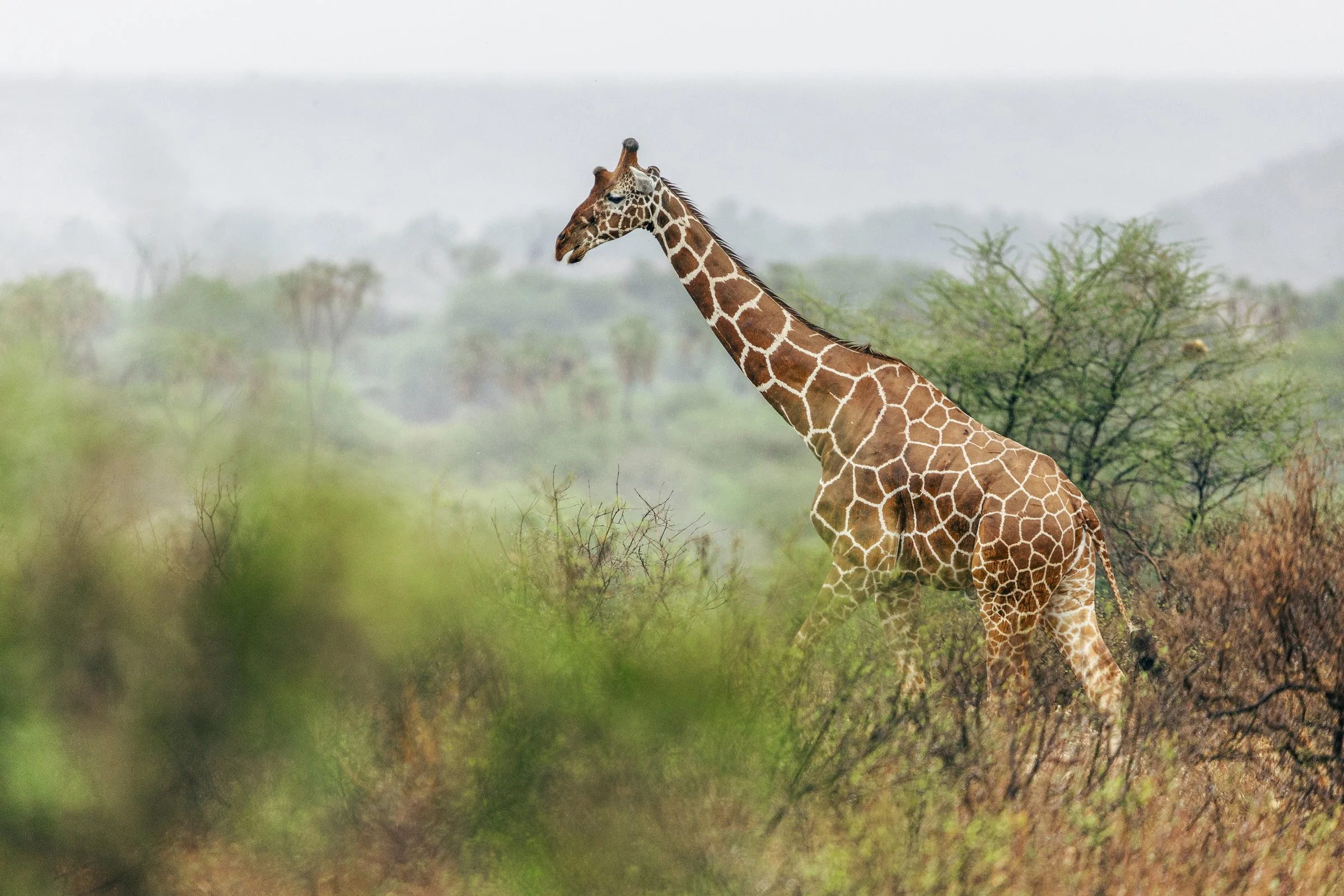 A giraffe standing in a savannah landscape with sparse green trees and bushes, shrouded in mist or haze.