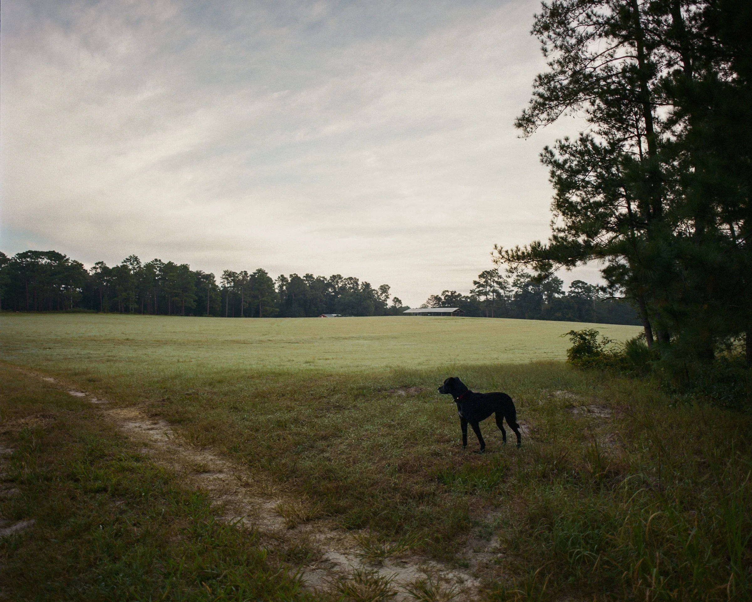 A black dog standing on grass near a dirt path in an open field with trees in the background and a cloudy sky.