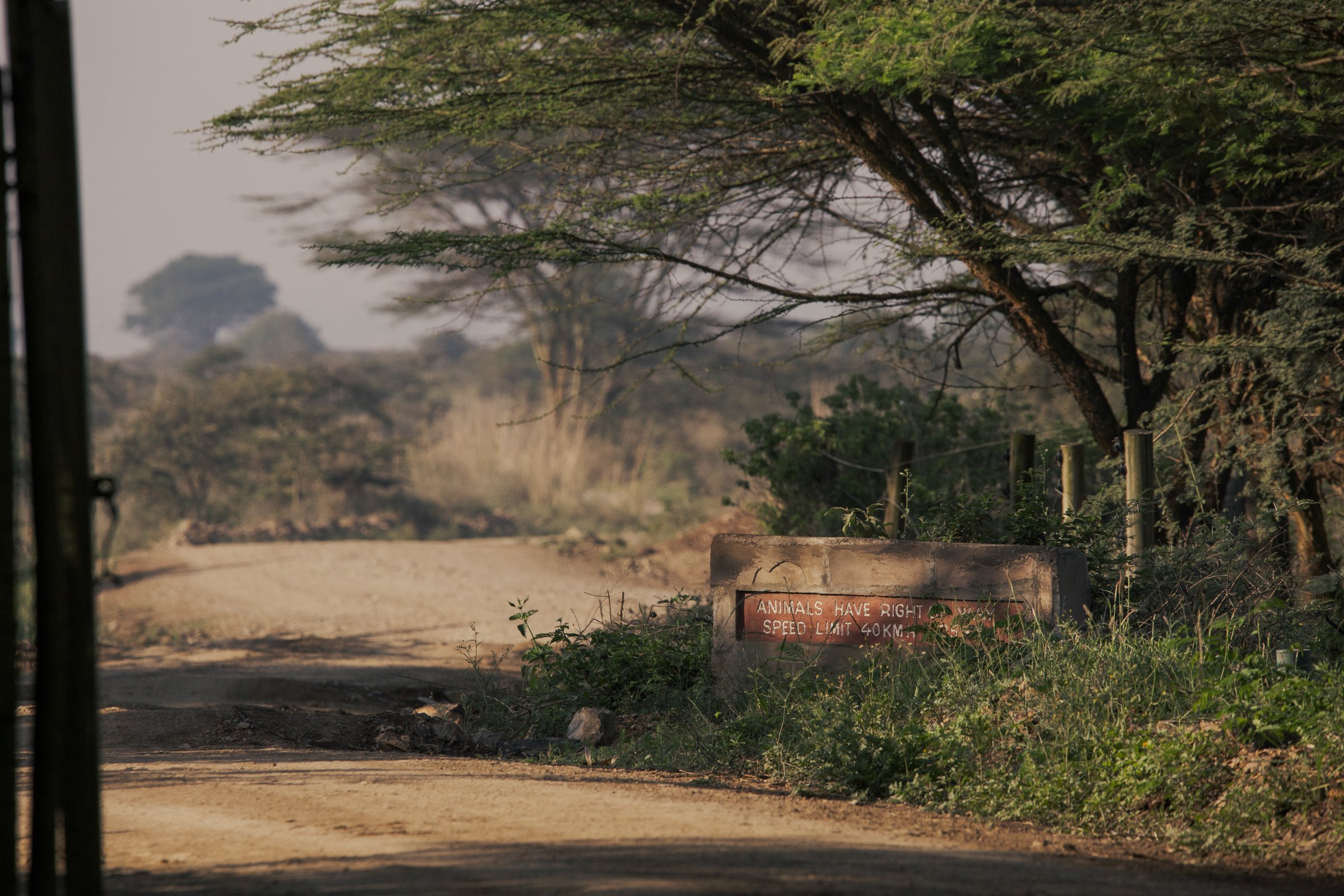 A dirt road with green trees and bushes on the side, and a wooden sign with white text that reads, 'Animals have right, speed limit 40km/h.'