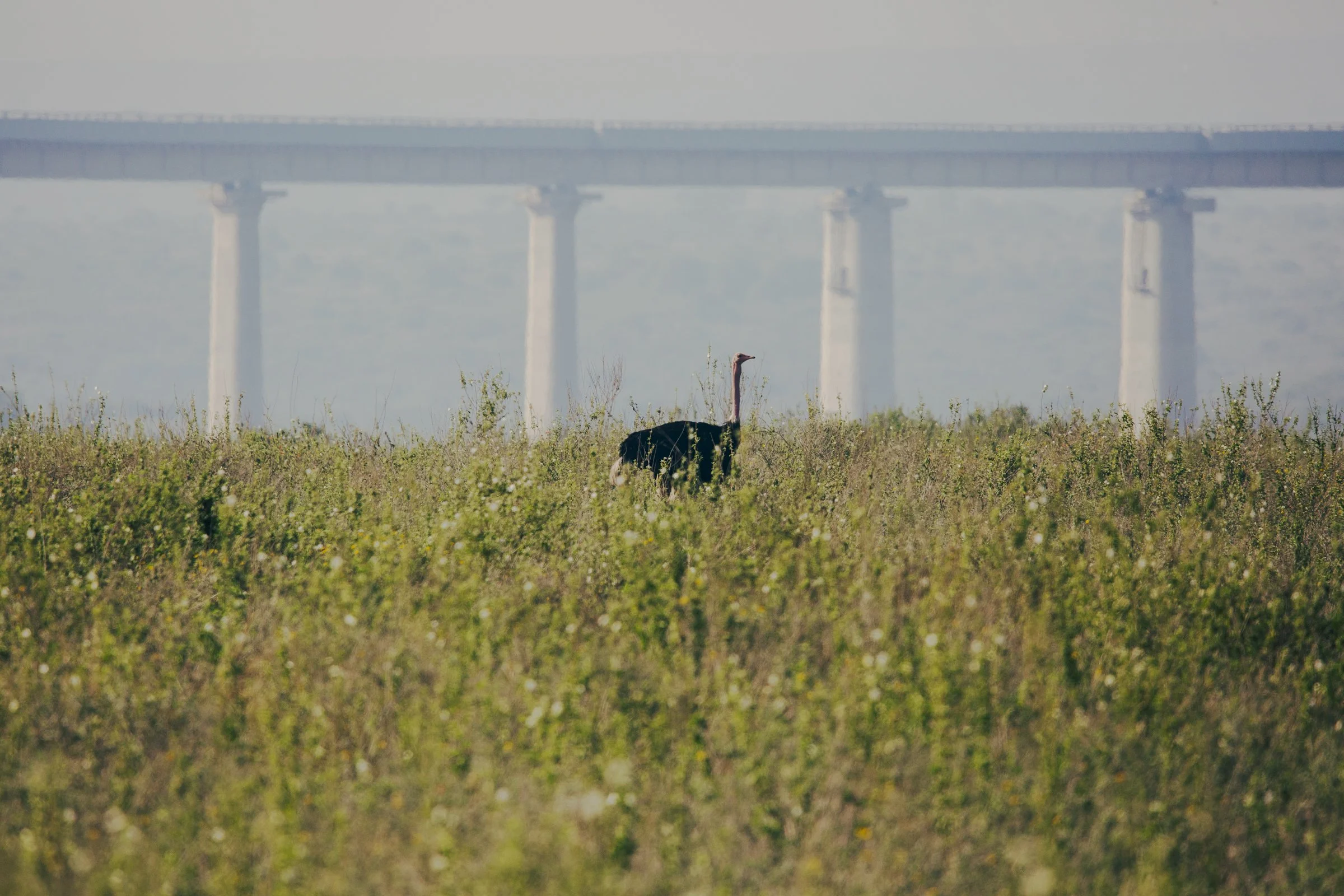 A landscape scene with a bird standing in tall grass in the foreground and a large bridge stretch across the background.